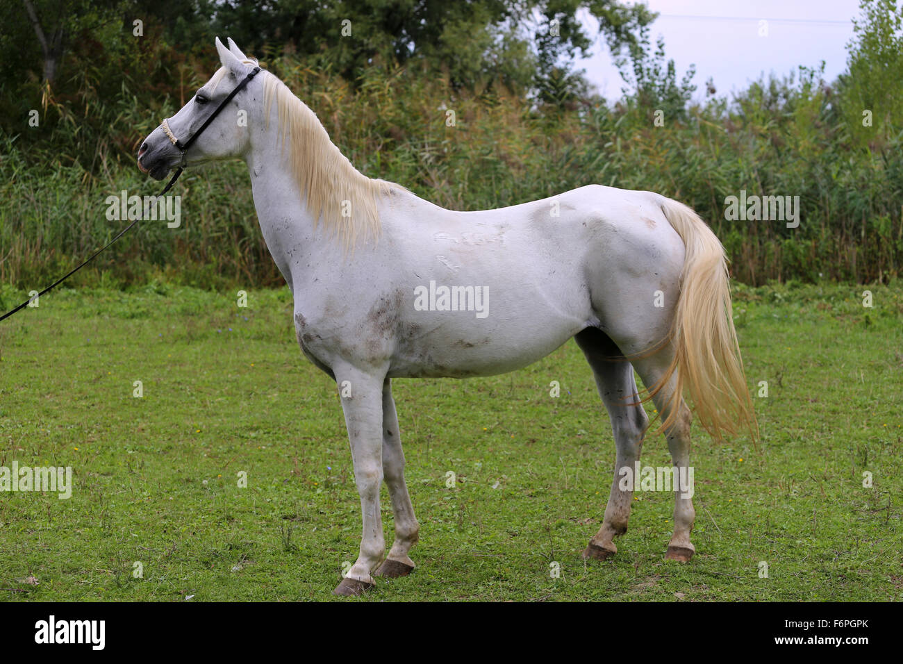 Porträt einer grauen farbigen arabische Stute auf Wiese Stockfoto