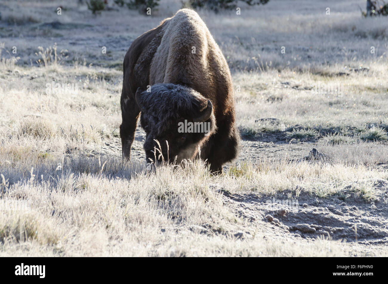 Bull Bisons (Bison, Bison) eine gefrorene Wiese weiden lassen, wie die Temperatur auf einen kühlen 19 Grad Oktober in Yellowstone Nationa sinkt Stockfoto
