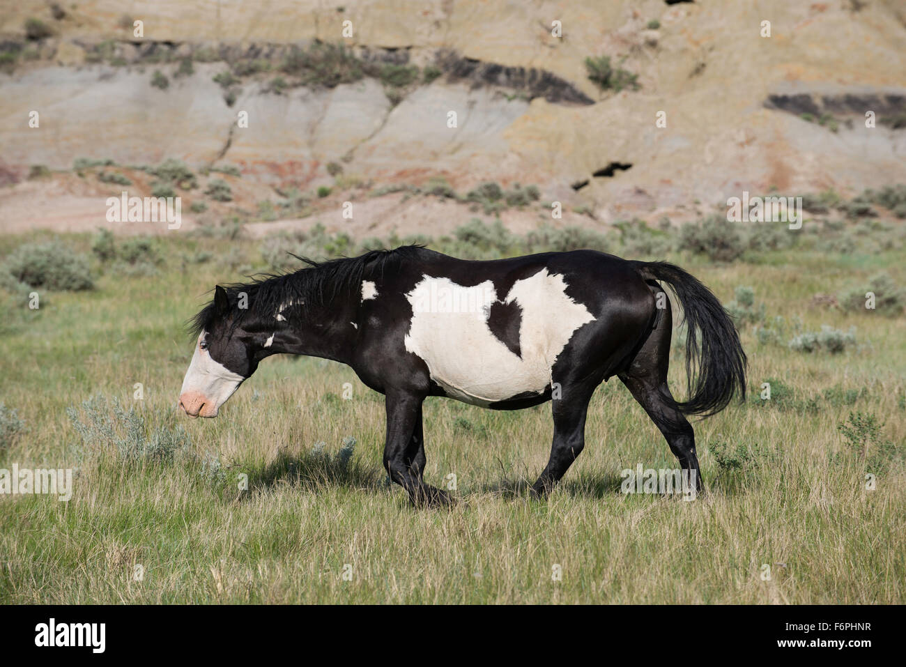 Wildpferd, (Equs Ferus) Weiden, Mustang, Feral, Theodore-Roosevelt-Nationalpark, Badlands, N. Dakota USA Stockfoto