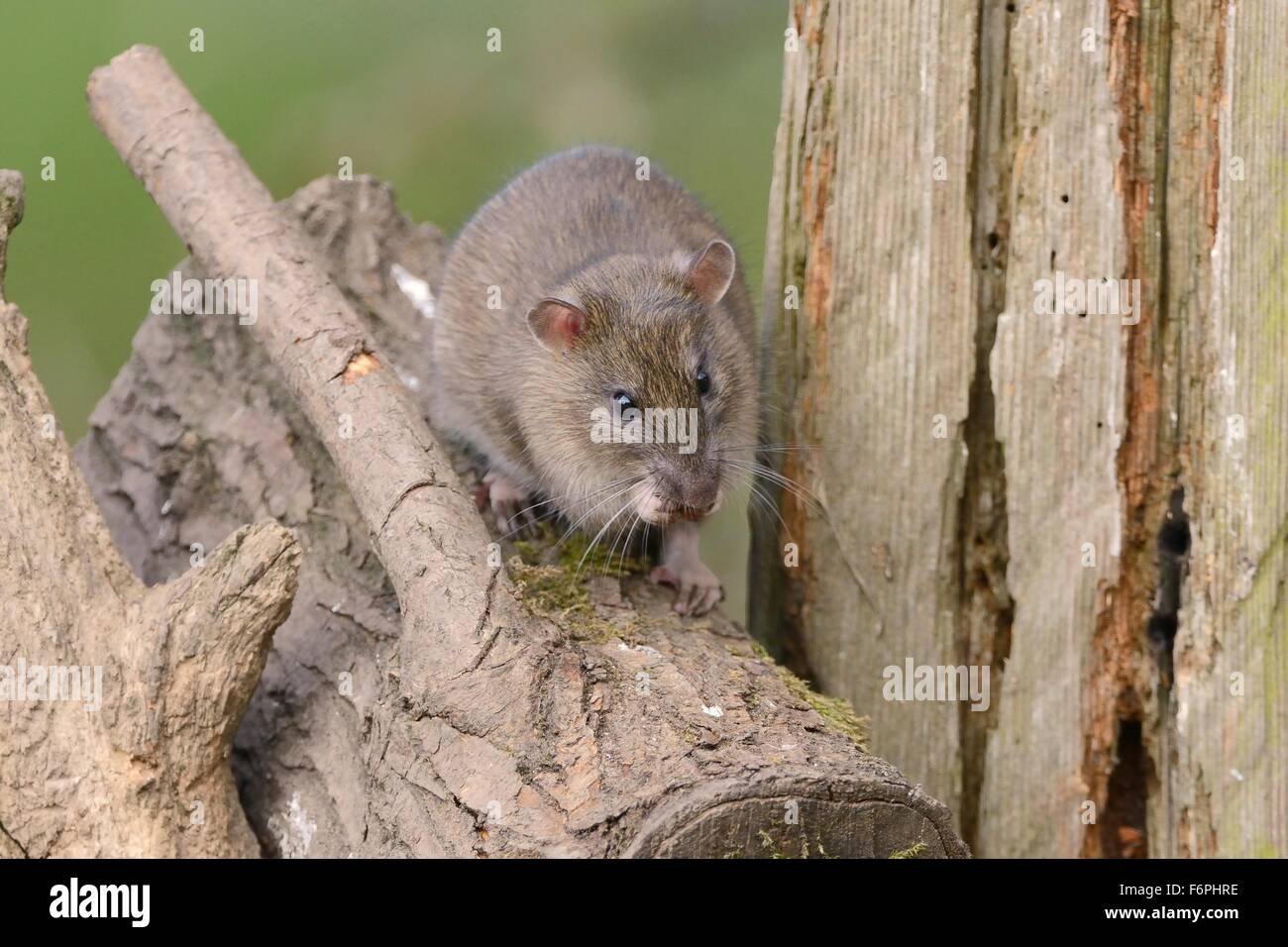 Juvenile braune Ratte (Rattus Norvegicus) Fütterung in einem Holzstapel, Gloucestershire, UK, April. Stockfoto
