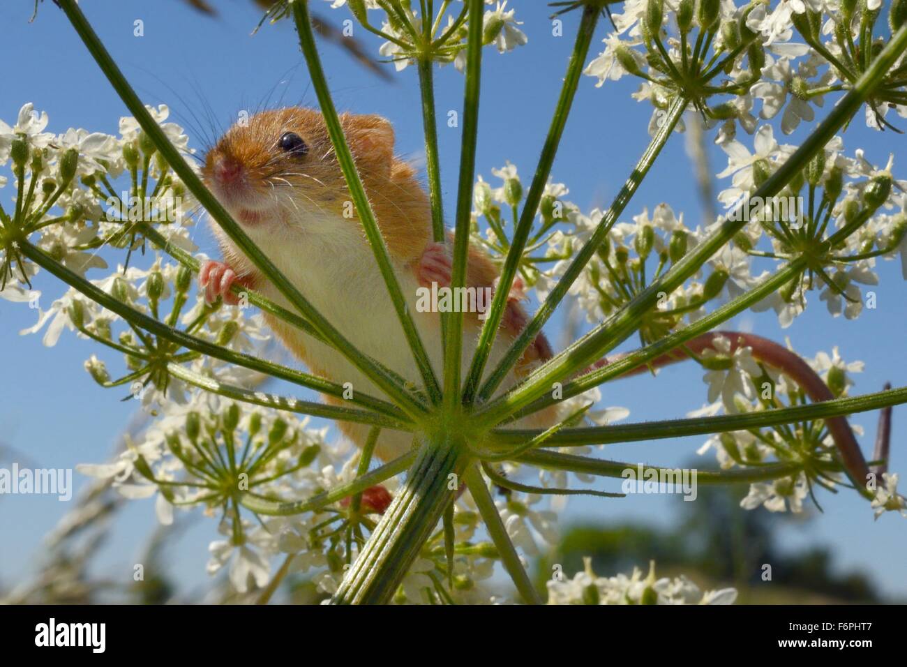 Zwergmaus (Micromys Minutus) auf gemeinsame Bärenklau (Heracleum Sphondylium) Flowerhead nach seiner Freilassung, Moulton, UK. Stockfoto