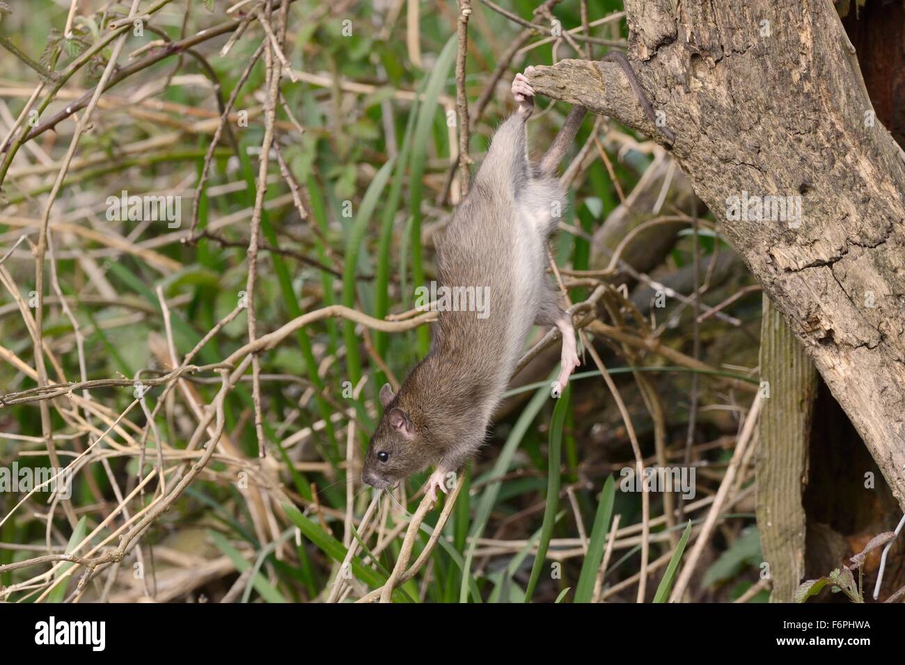 Juvenile braune Ratte (Rattus Norvegicus) hängen von einem Fuß und packende Schwanzspitze als es entstammt einem abgestorbenen Baum auf den Boden. Stockfoto