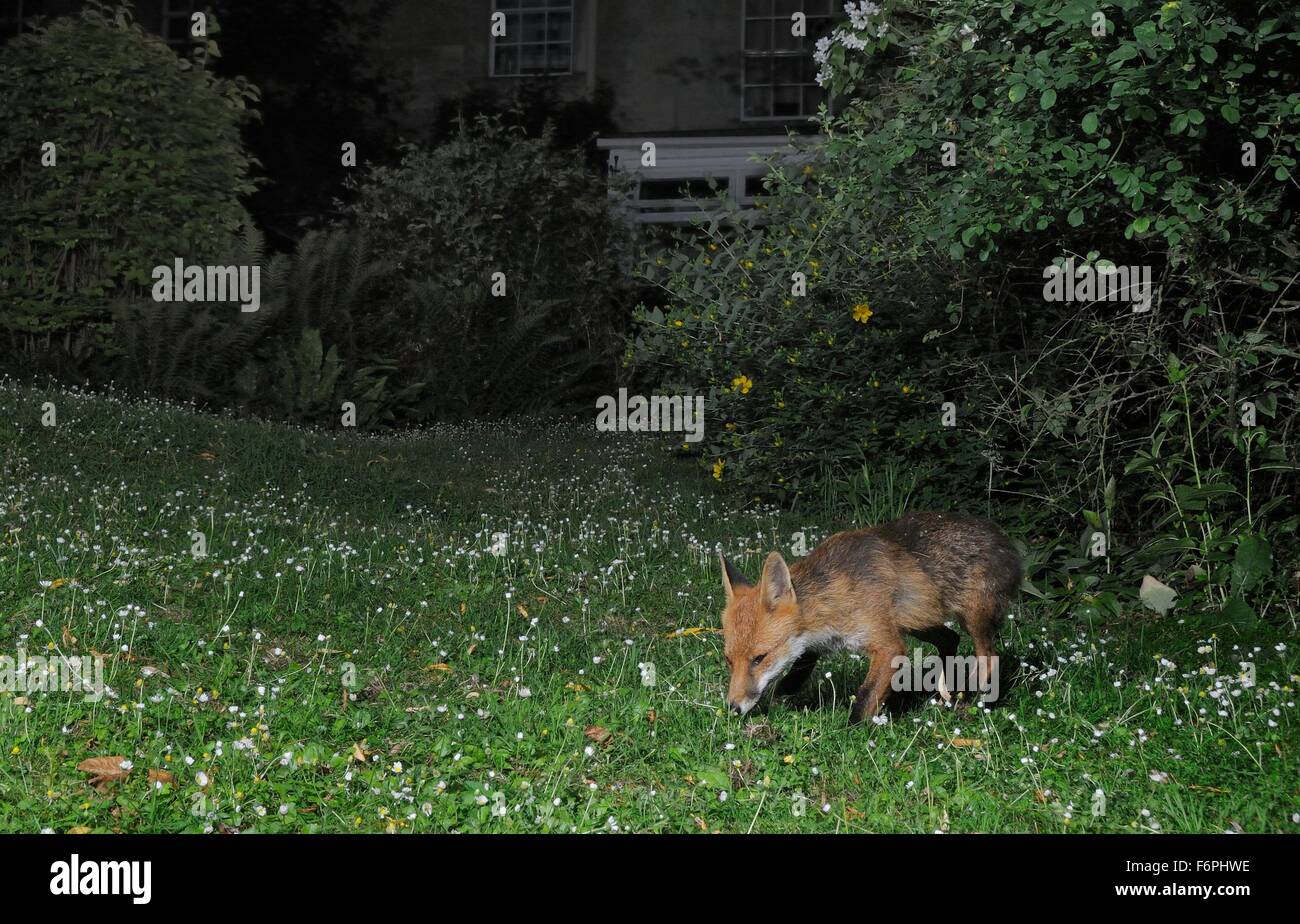 Rotfuchs (Vulpes Vulpes) auf Nahrungssuche in einem Garten in der Nacht, Wiltshire, UK, Juli.  Durch eine remote-Kamera-Falle genommen. Stockfoto