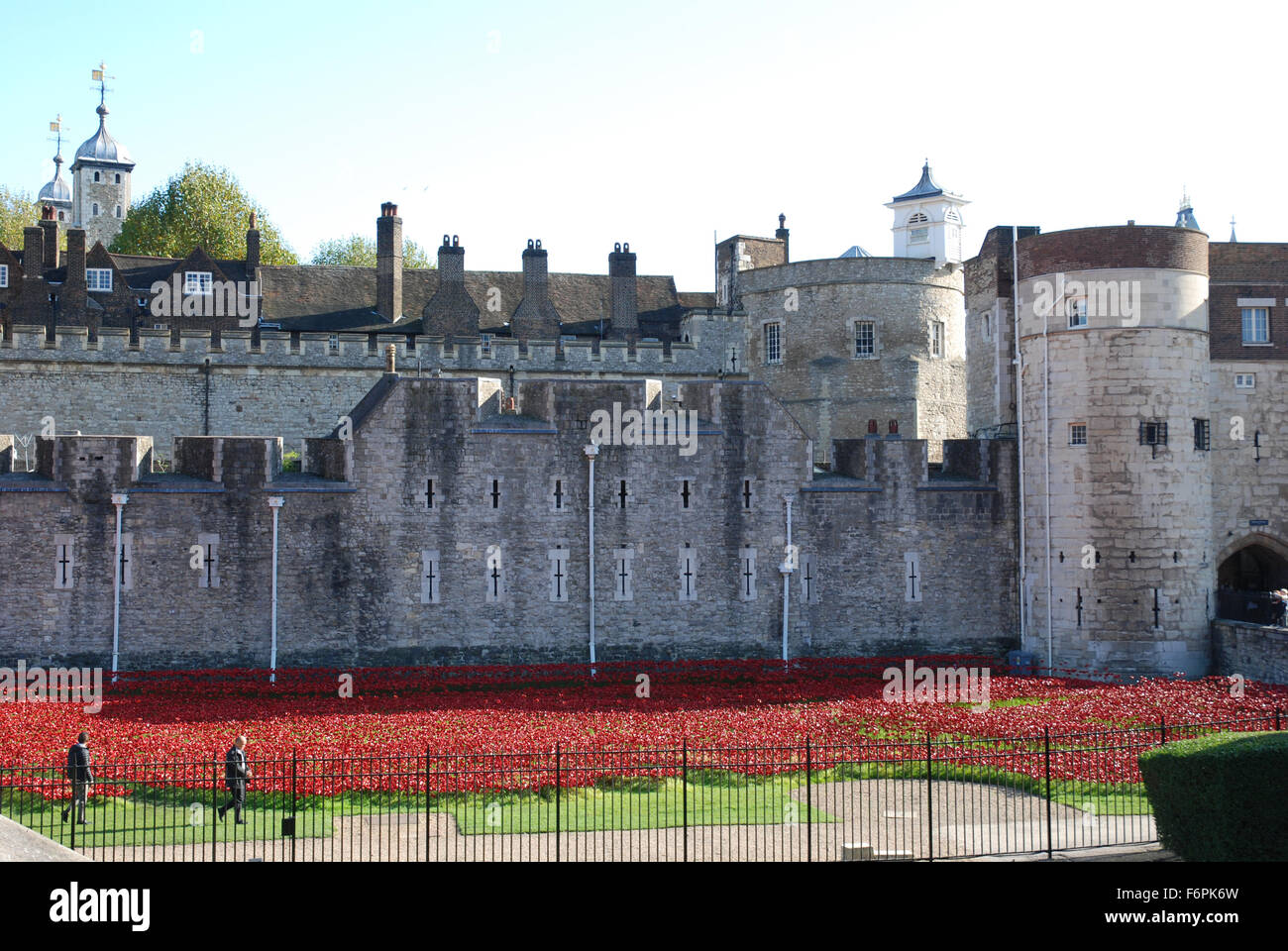 Mohn in den Tower of London Stockfoto