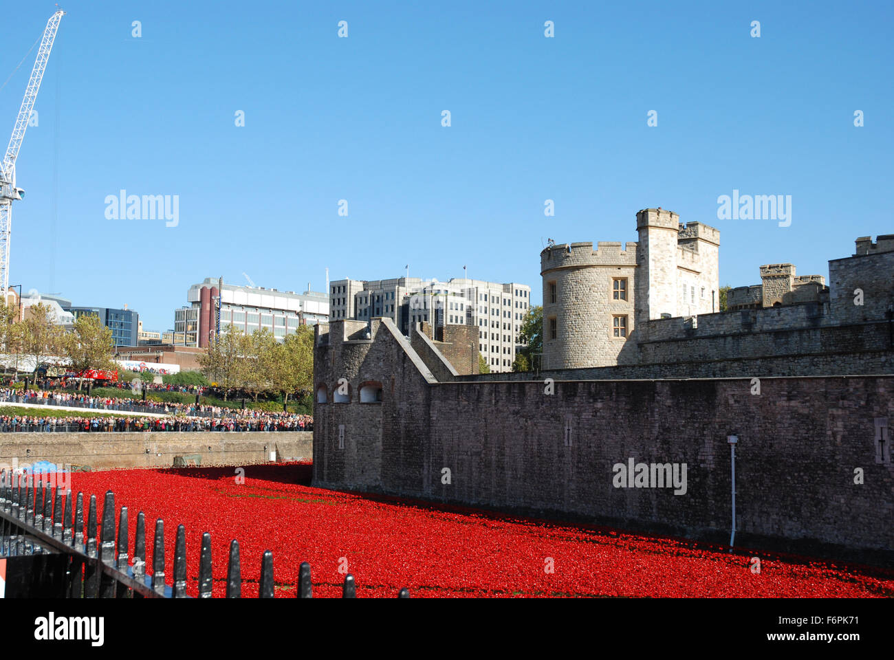 Mohn in den Tower of London Stockfoto