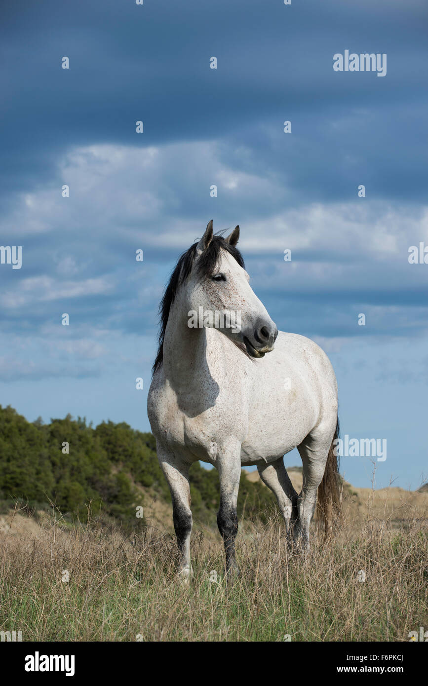 Wildpferd (Equs Ferus), Mustang, Feral, Theodore-Roosevelt-Nationalpark, Badlands, N. Dakota USA Stockfoto