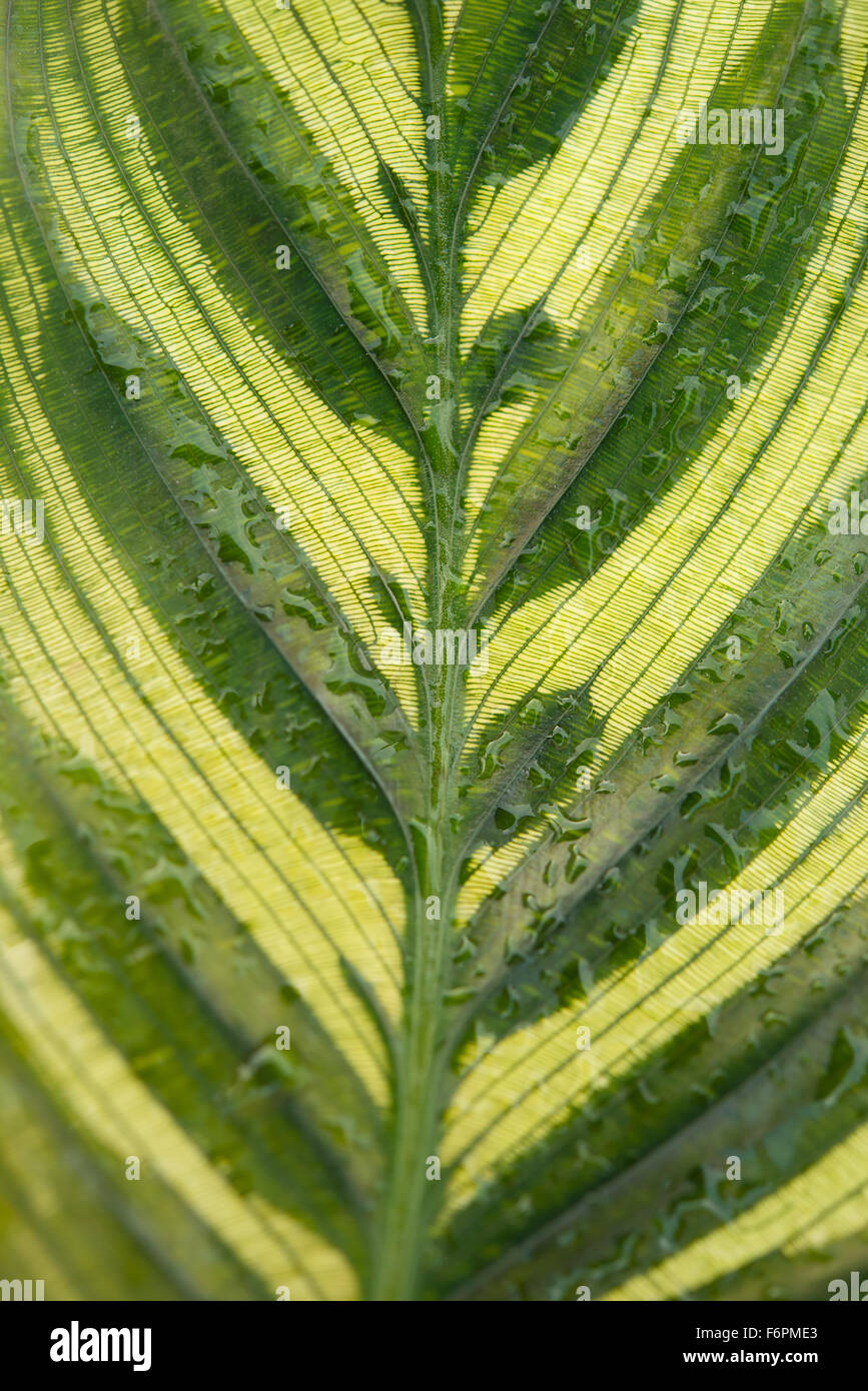 Vorderseite der Calathea Makoyana Blatt auf weiem Hintergrund  Stockfotografie - Alamy