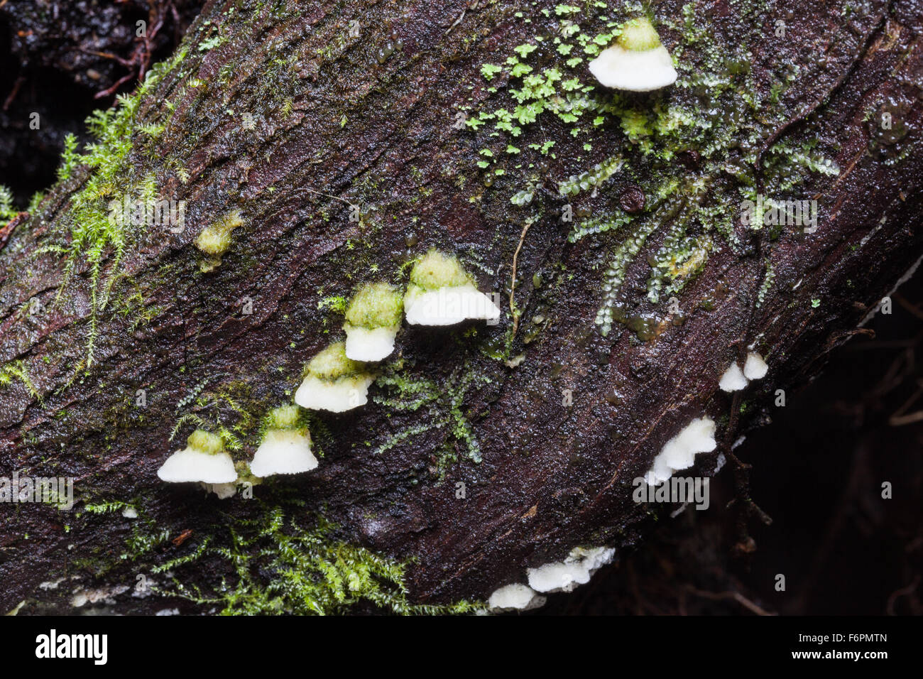 Miniatur Halterung Pilze wachsen auf dem freiliegenden Wurzelsystem eines gefallenen Zeder Stockfoto