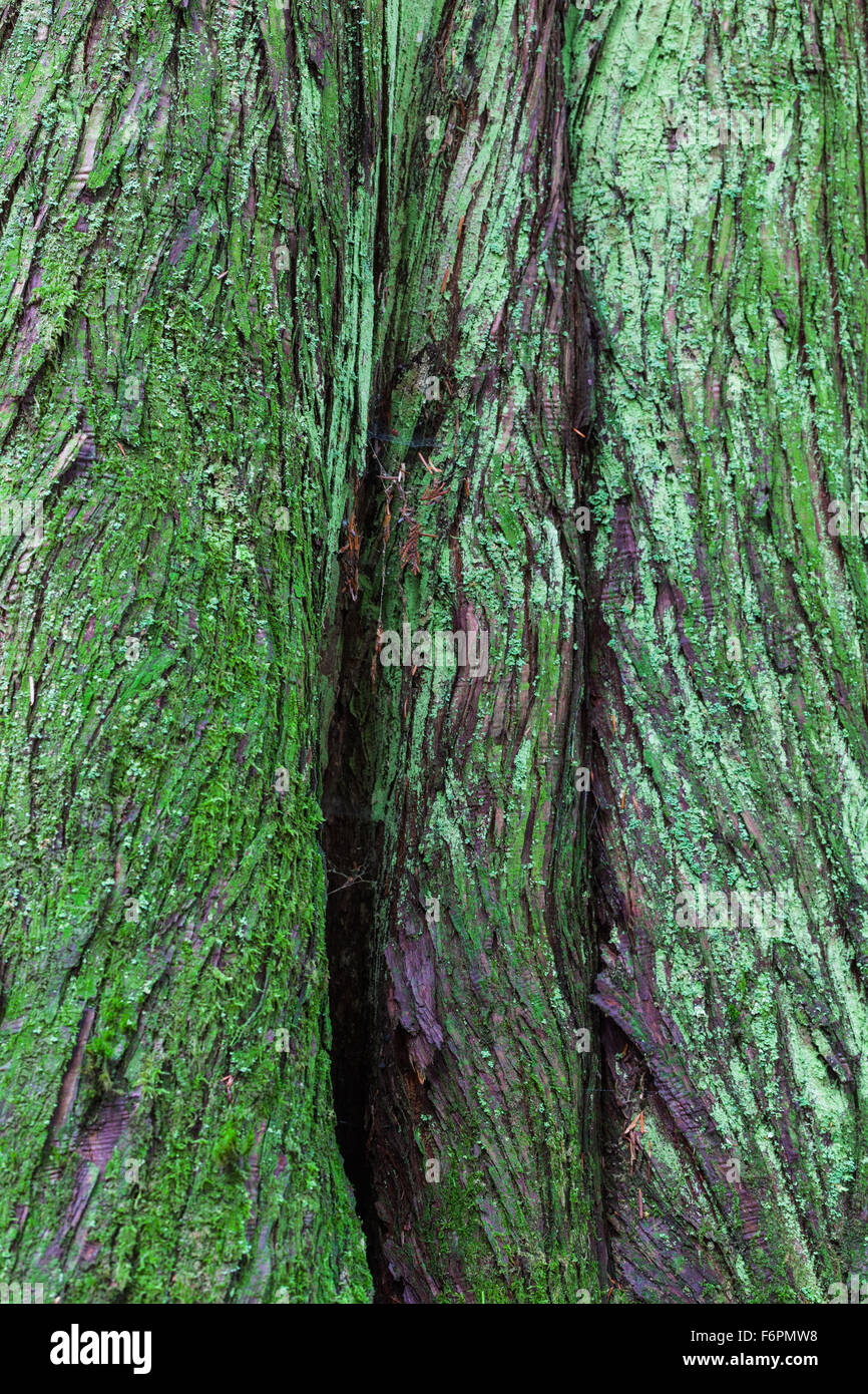 Abstraktes Bild der Rinde eines Western Red Cedar Tree in einem gemäßigten Regenwald Stockfoto