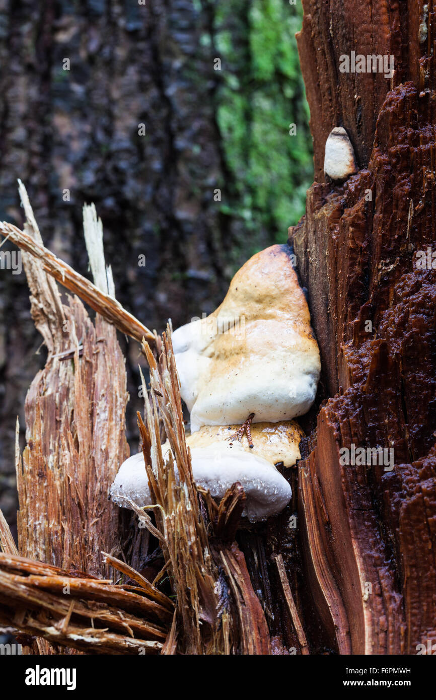 Pilz absondernden Tröpfchen von Feuchtigkeit auf einem Riß Baumstamm in einem gemäßigten Regenwald Stockfoto