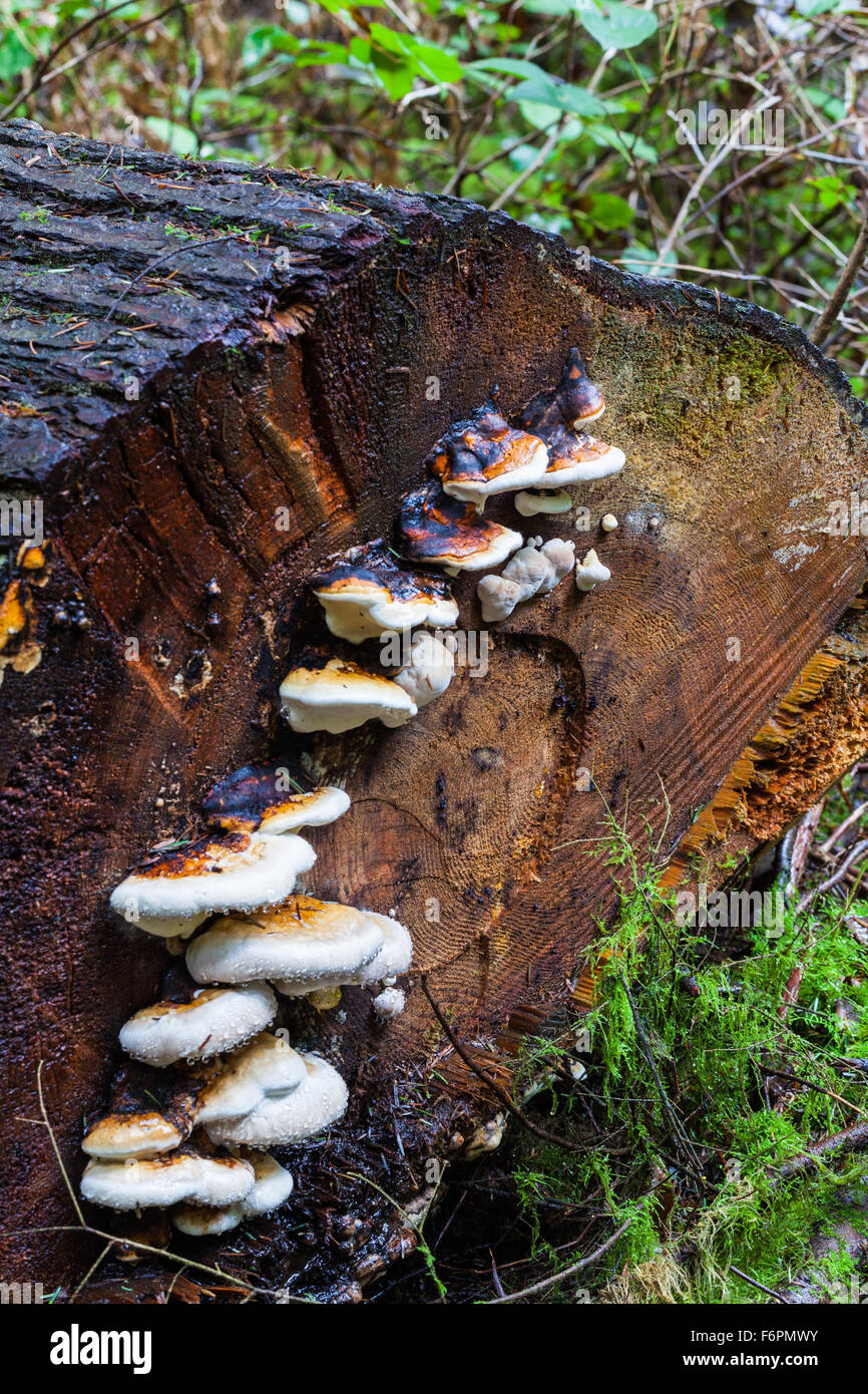 Kette von Pilzen auf einem gesägten Protokoll zur Festlegung auf dem Waldboden Stockfoto