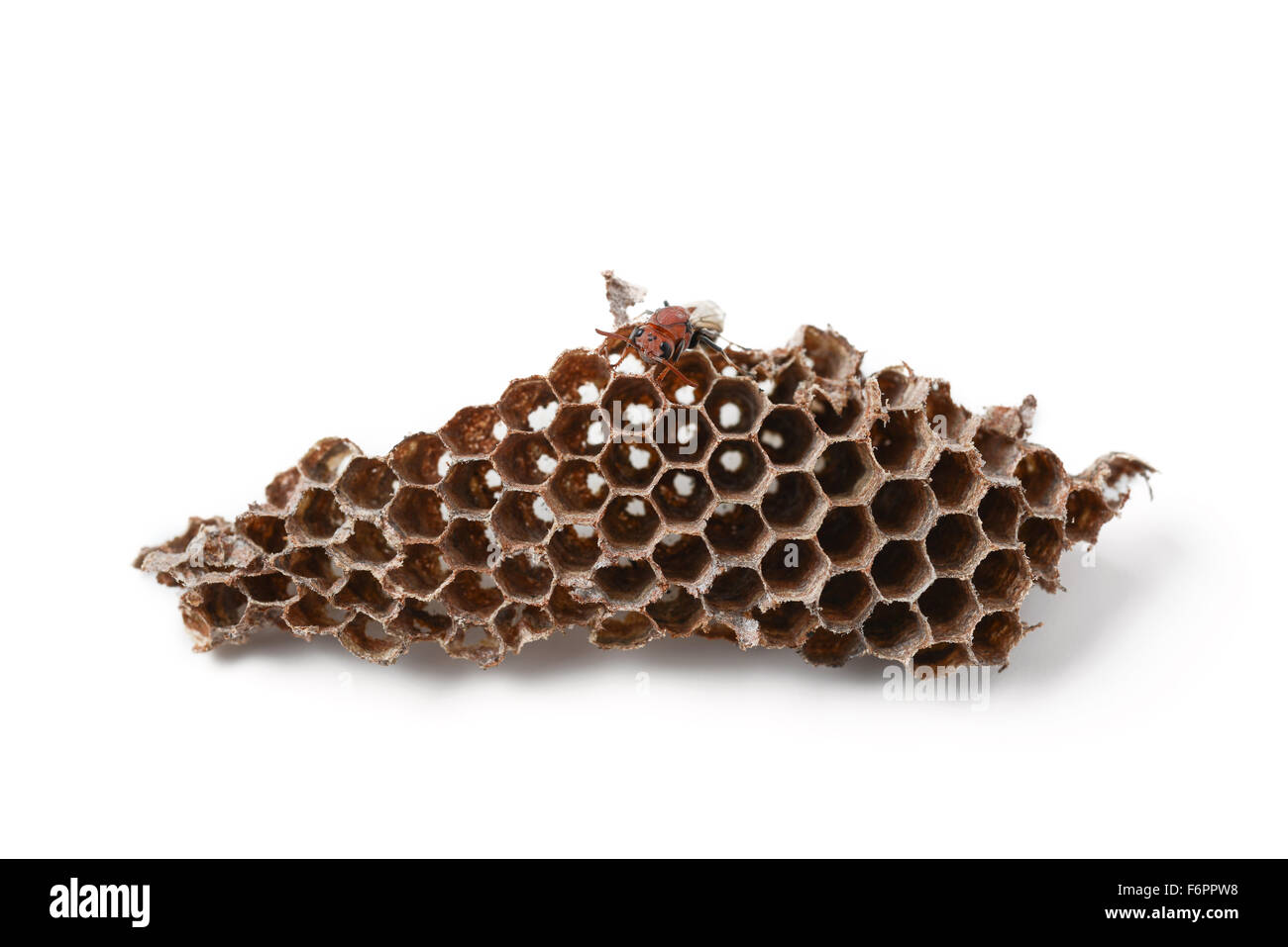 Wespe nest mit Insekt Larven Stockfoto
