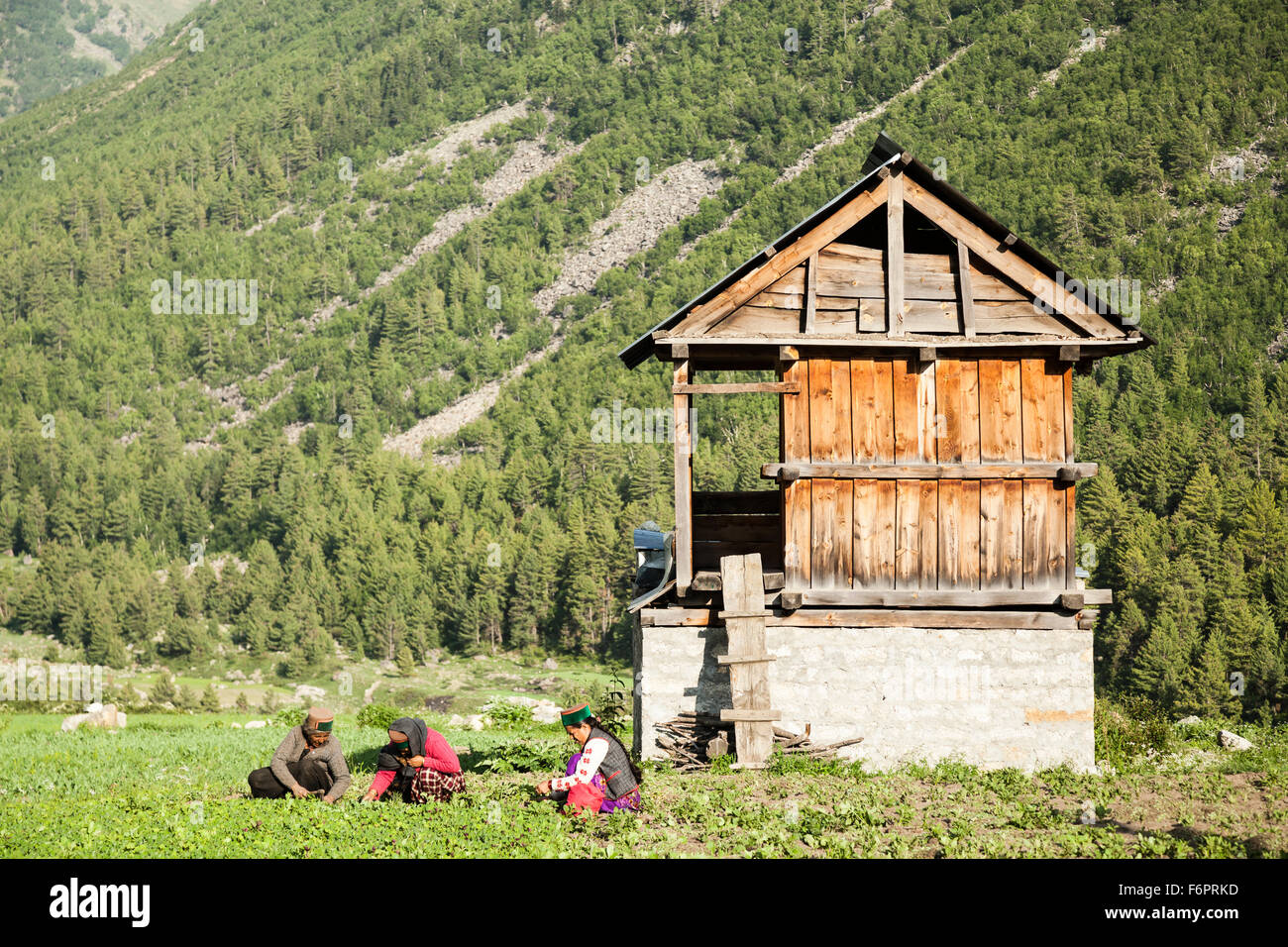 Einheimische Frauen Kommissionierung Erbsen in dem Dorf Chitkul, bewohnt das letzte Dorf an der indisch-chinesischen Grenze Himachal Pradesh Stockfoto