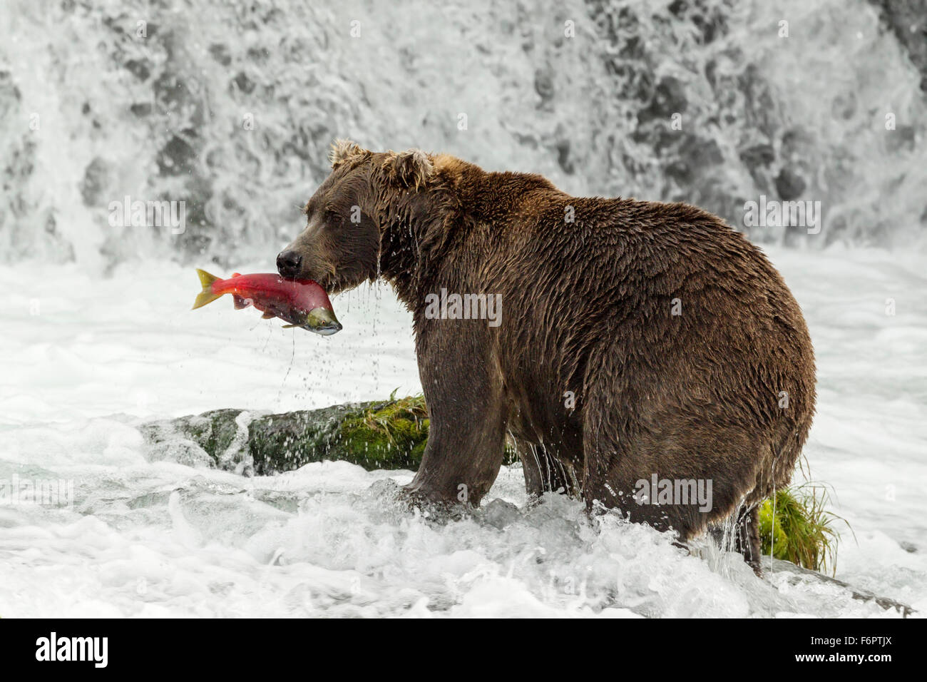 Männliche Braunbären fangen laichen rot Lachs an den Brooks Falls, Katmai Nationalpark, Alaska Stockfoto