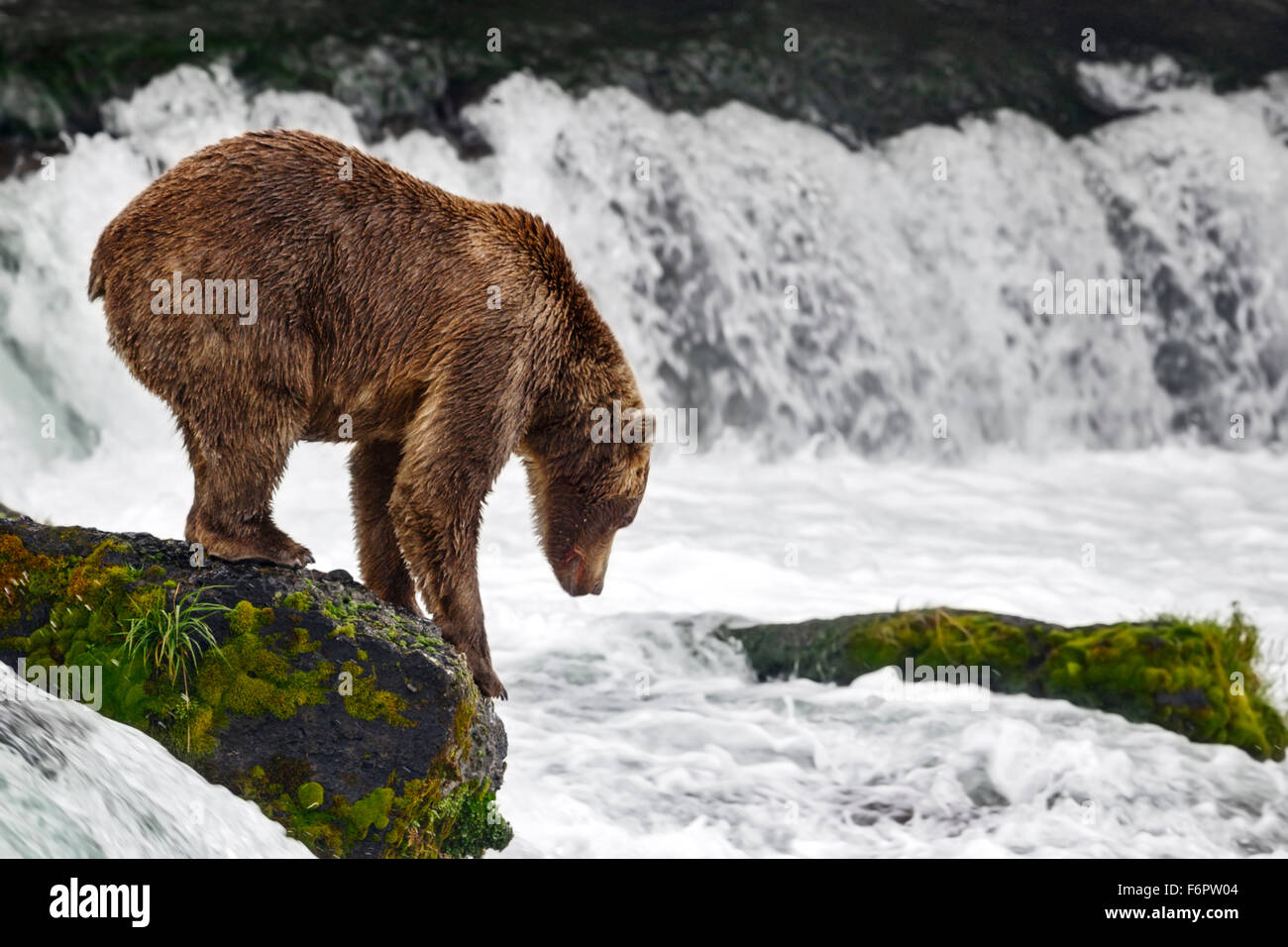 Eine subadulte Braunbär Stufen hinunter aus dem rutschigen Felsen in den Wasserfall zu nehmen, seine Fischerei vor Ort, Brooks Falls Stockfoto