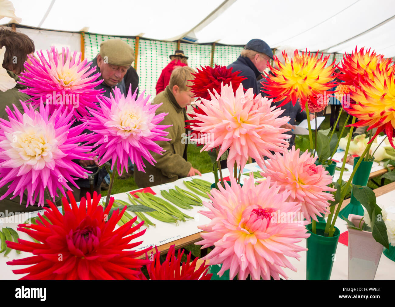 Preis gewinnende Dahlia Blumen und Gemüse auf Kildale Messe, North Yorkshire, England. UK Stockfoto