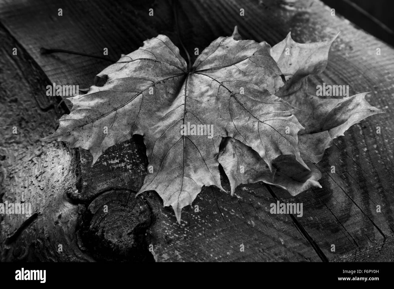 Trockenen Ahornblatt auf einem alten board Stockfoto