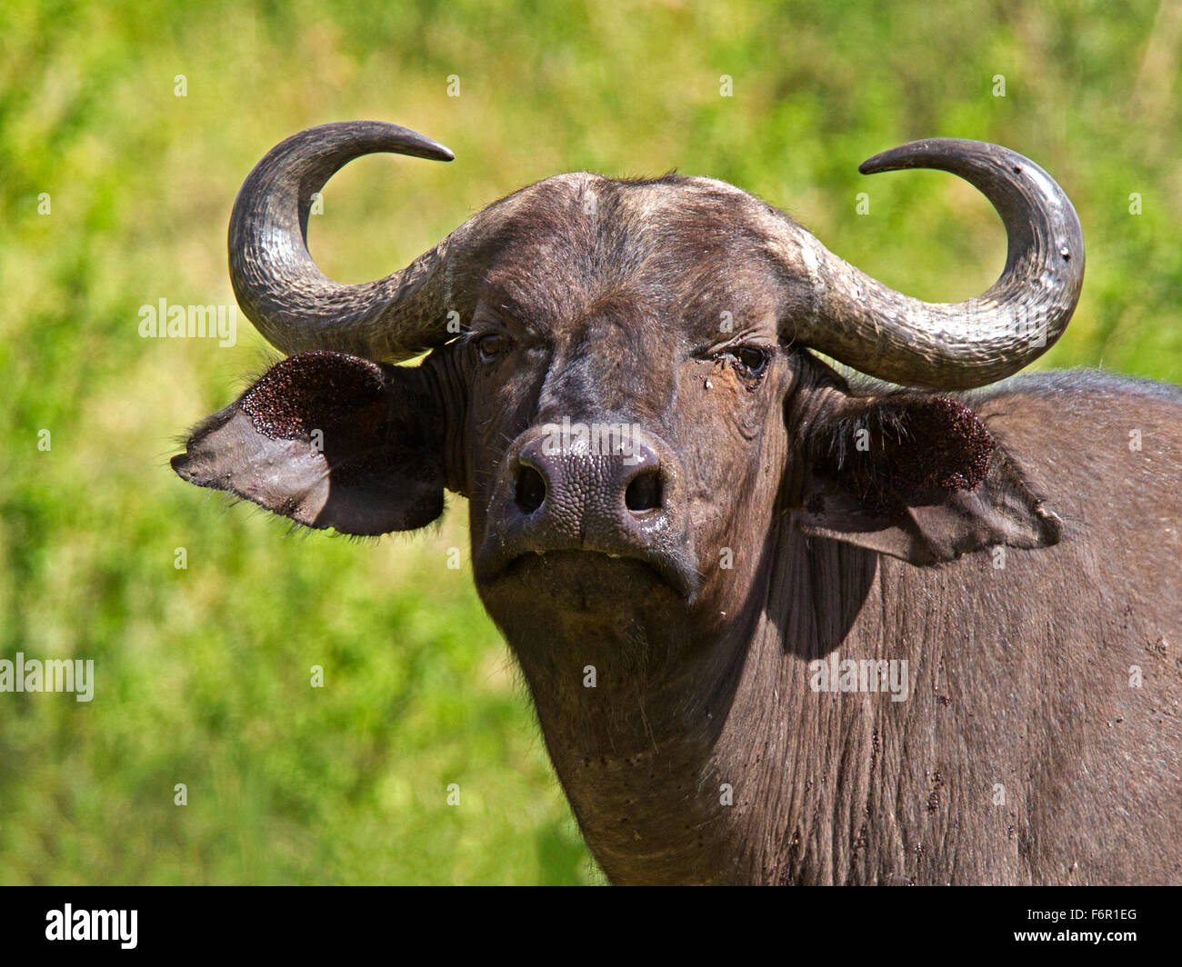 Afrikanischer Büffel Bull Kopf hautnah Stockfoto
