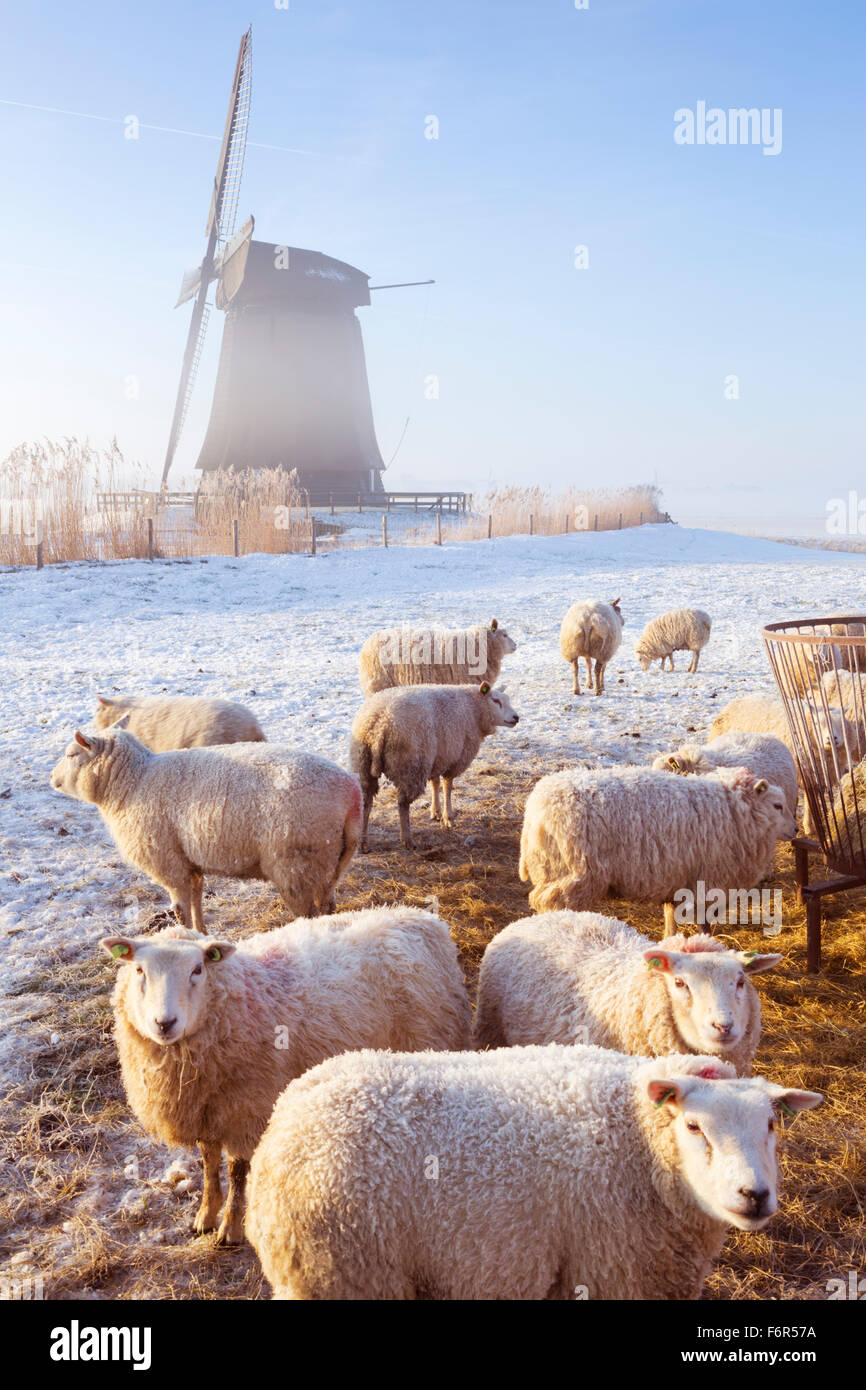 Eine traditionelle holländische Windmühle mit Schafen vor. An einem schönen frostig und nebligen Morgen fotografiert. Stockfoto