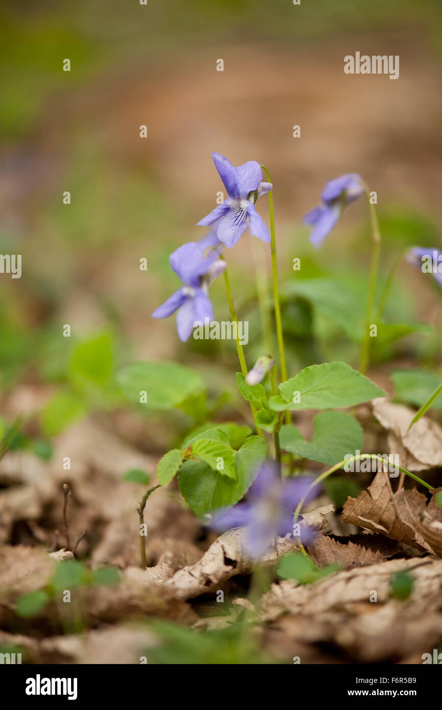 Blühende Pflanzen Makro, mehrjährige Pflanze Closeup, violette Pflanze Blüten in lila violett Viola wachsen in Polen, Europa... Stockfoto