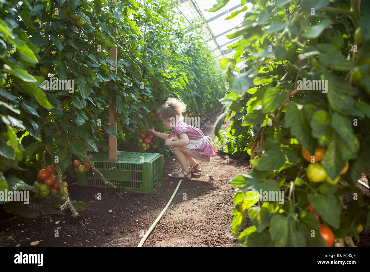 Kleines Mädchen, die Ernte von Tomaten im Gewächshaus Stockfoto