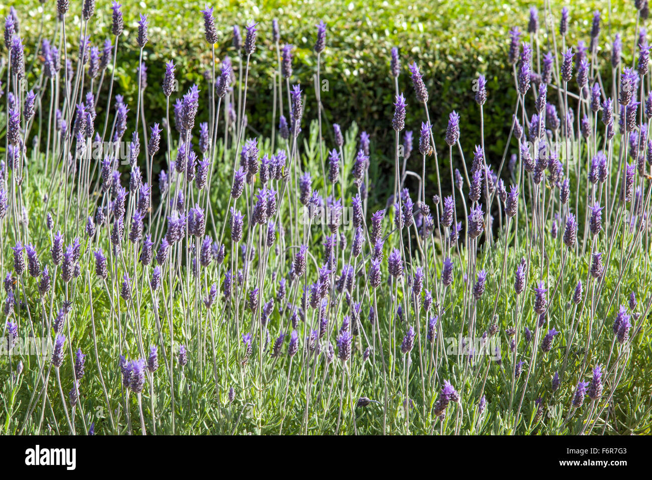 Lavendel Blumen. San Antonio de Areco, Argentinien. Stockfoto