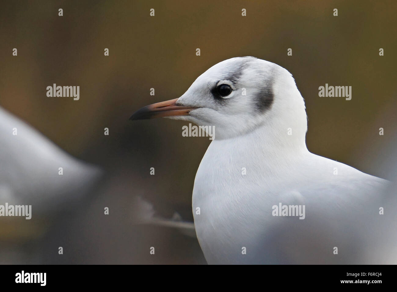 Möwe Stockfoto