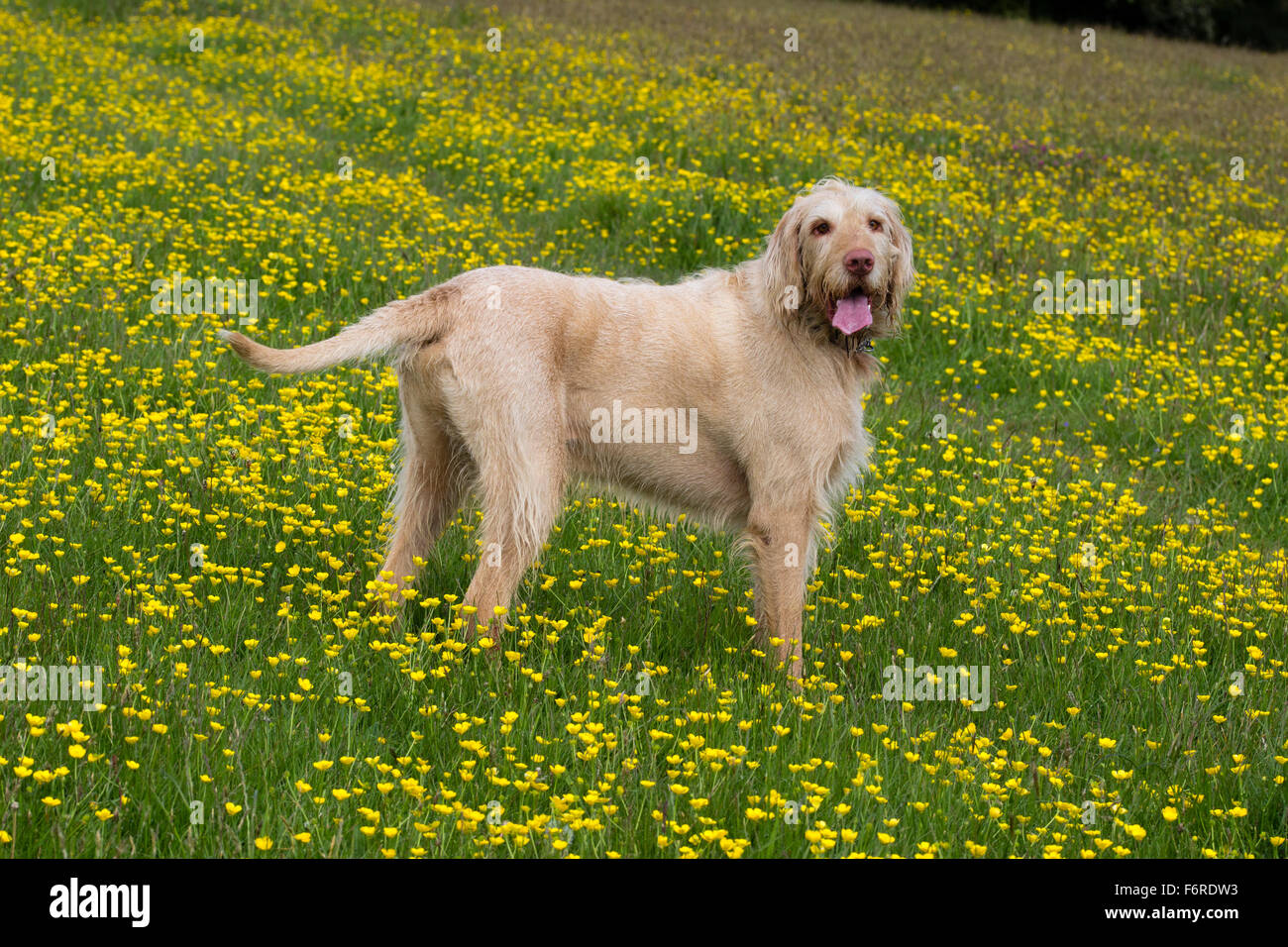 Ältere männliche ungarischen Wire Haired Vizsla Hund stehend in einem Feld von Butterblumen Stockfoto