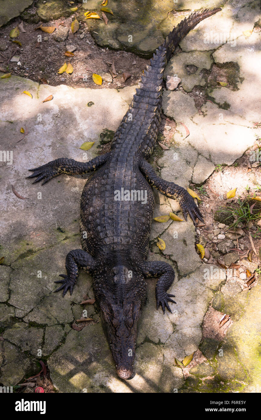 Krokodile oder echten Krokodile sind große aquatische Reptilien Stockfoto