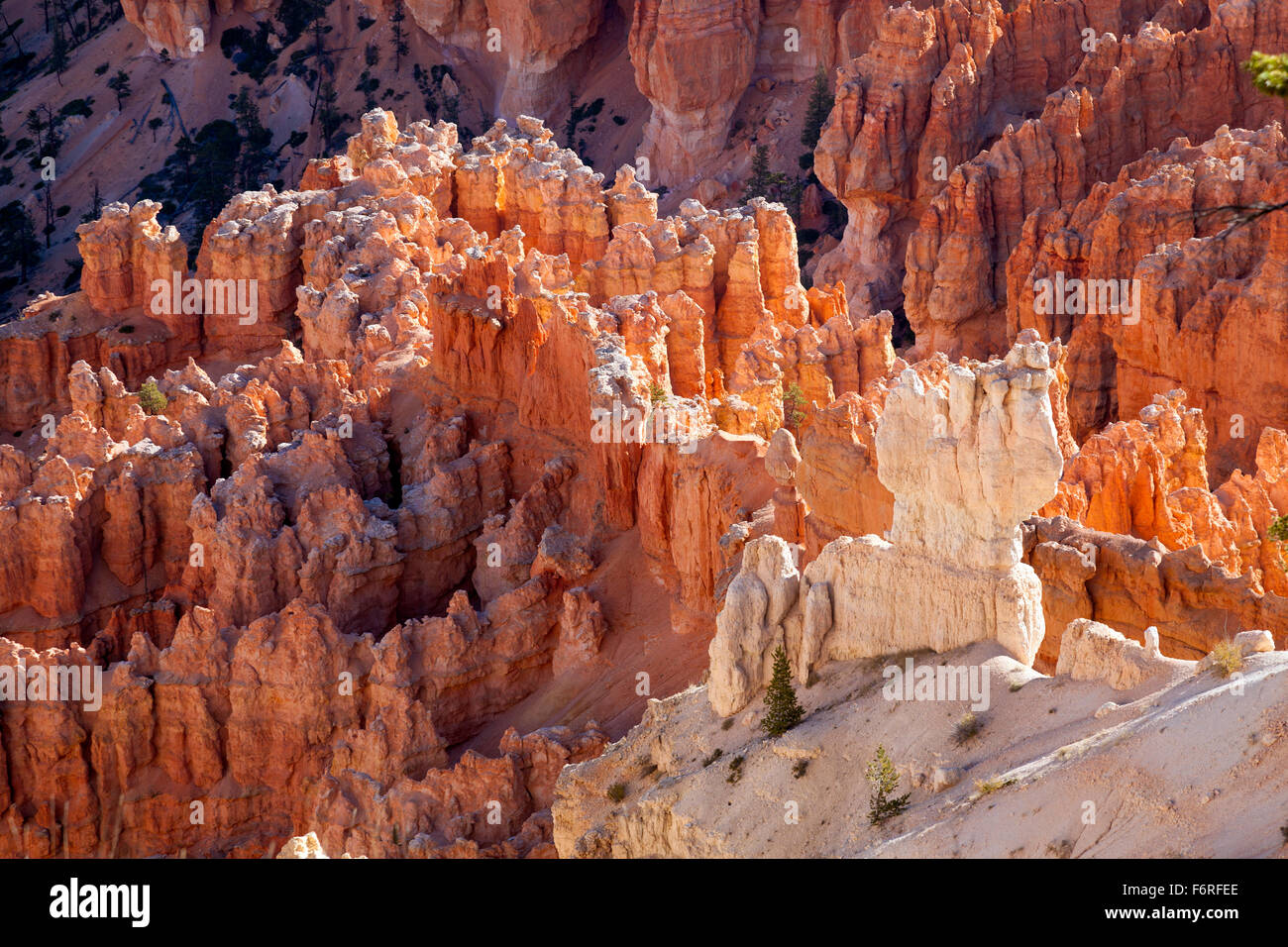 Landschaft im Bryce Canyon, Bryce Canyon National Park in Utah; USA; Amerika Stockfoto