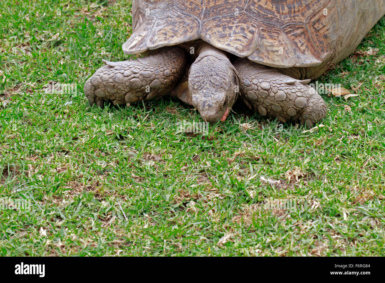 Ein Angulate Tortoise Chersina Angulata Bugspriet Schildkrote Rasen An Der Giraffe House Wildlife Bewusstsein Zentrum Essen Stockfotografie Alamy