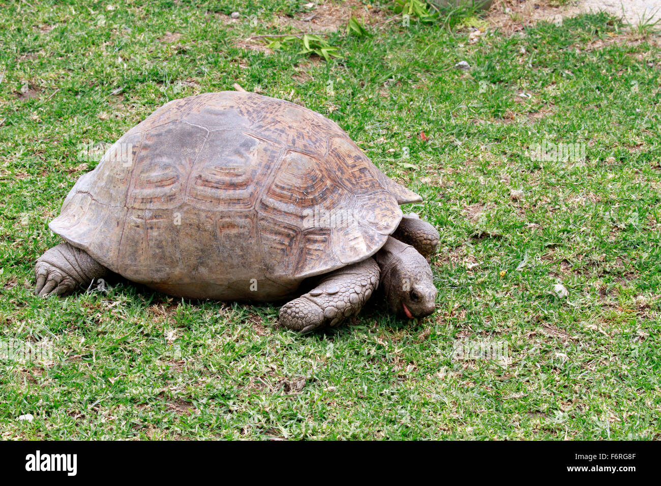 Ein angulate Tortoise (Chersina Angulata), Bugspriet Schildkröte Rasen an der Giraffe House Wildlife Bewusstsein Zentrum Essen. Stockfoto