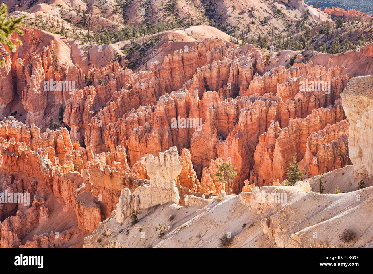 Landschaft im Bryce Canyon, Bryce Canyon National Park in Utah; USA; Amerika Stockfoto