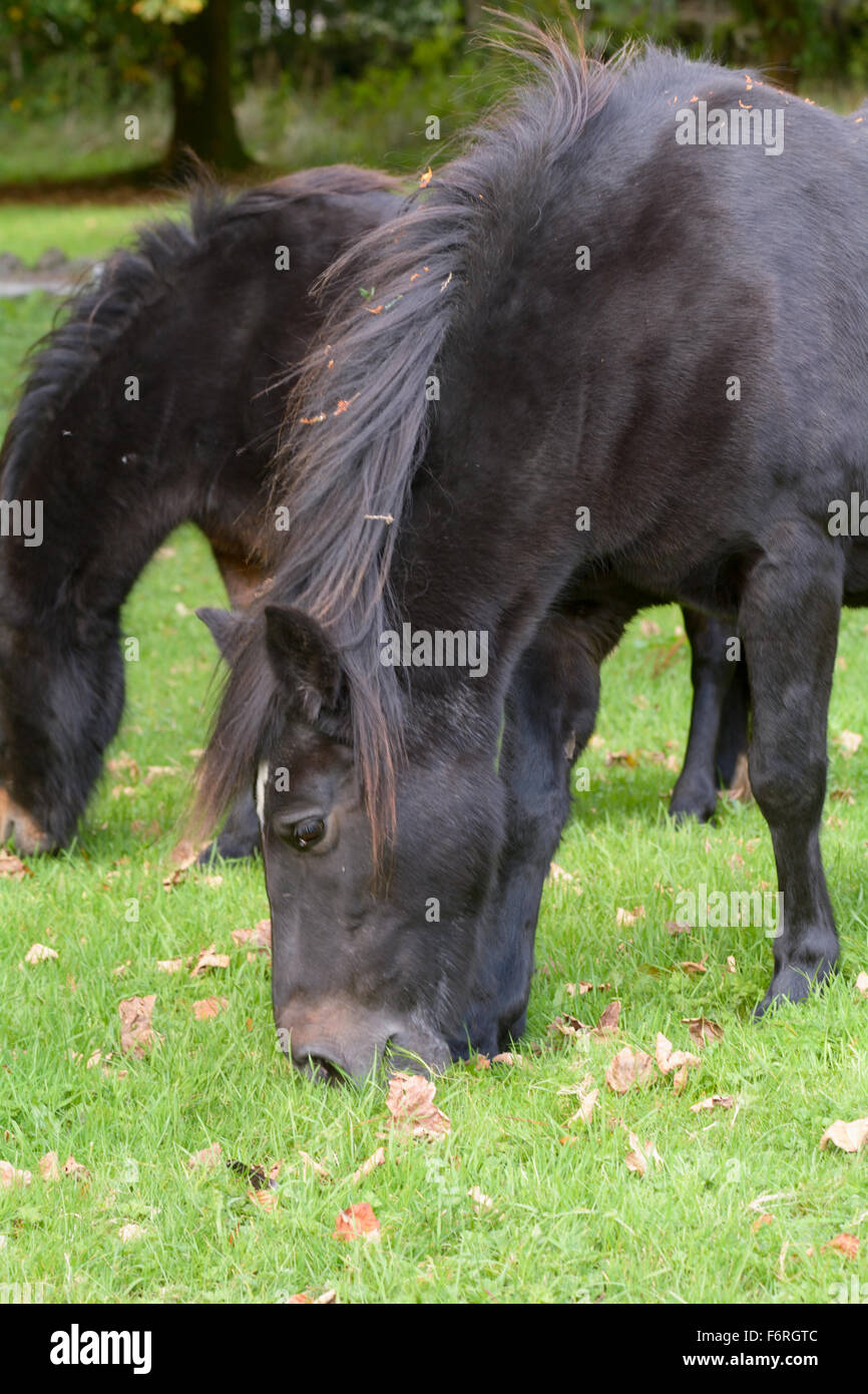 Dartmoor Ponys Essen Grass im Dartmoor National Park in Devon, England Stockfoto