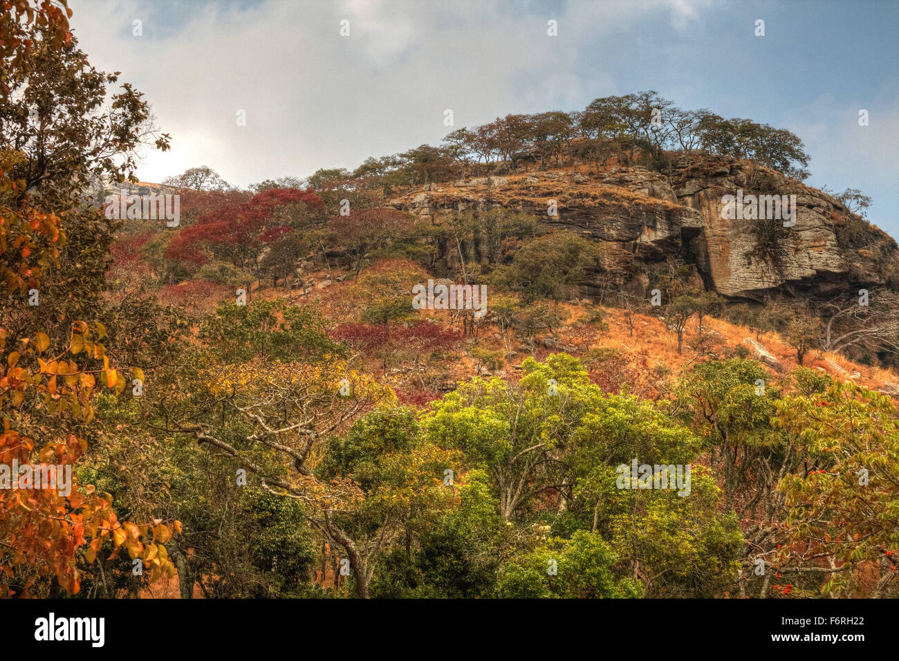 Farbenfrohe neue Laub der Bäume auf einem Hügel im Kiefer Plantage von Chongoni Wald in der Nähe von Flugfeld, Malawi, Afrika Stockfoto
