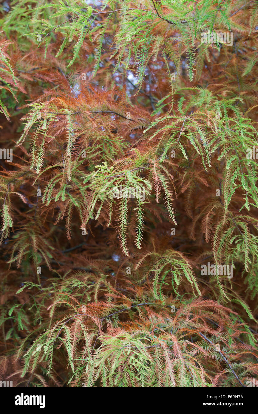 Distichum Taxodium distichum 'Wisley Flamme". Swamp Cypress Wisley Flamme Baum "Ändern der Farbe im Herbst an der RHS Wisley Gardens, Surrey, Großbritannien Stockfoto