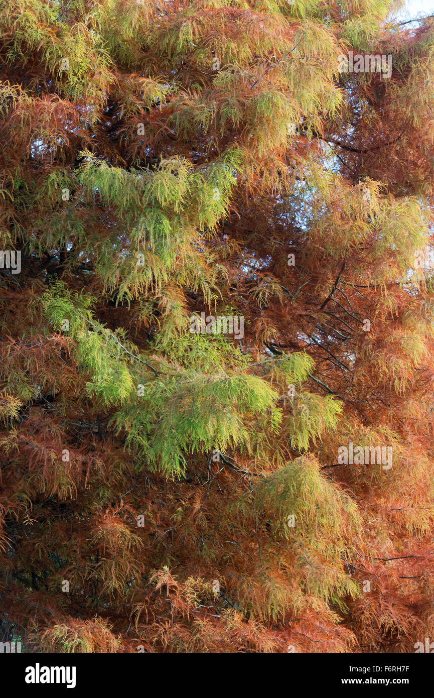 Distichum Taxodium distichum 'Wisley Flamme". Swamp Cypress Wisley Flamme Baum "Ändern der Farbe im Herbst an der RHS Wisley Gardens, Surrey, Großbritannien Stockfoto