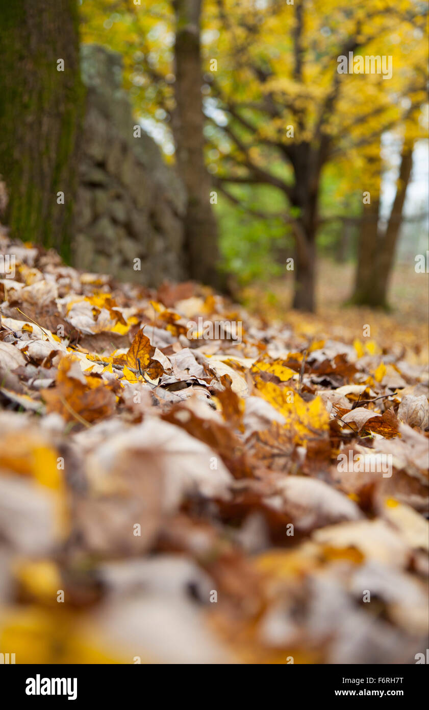Farben des Herbstes in Lookout Mountain Georgien Stockfoto