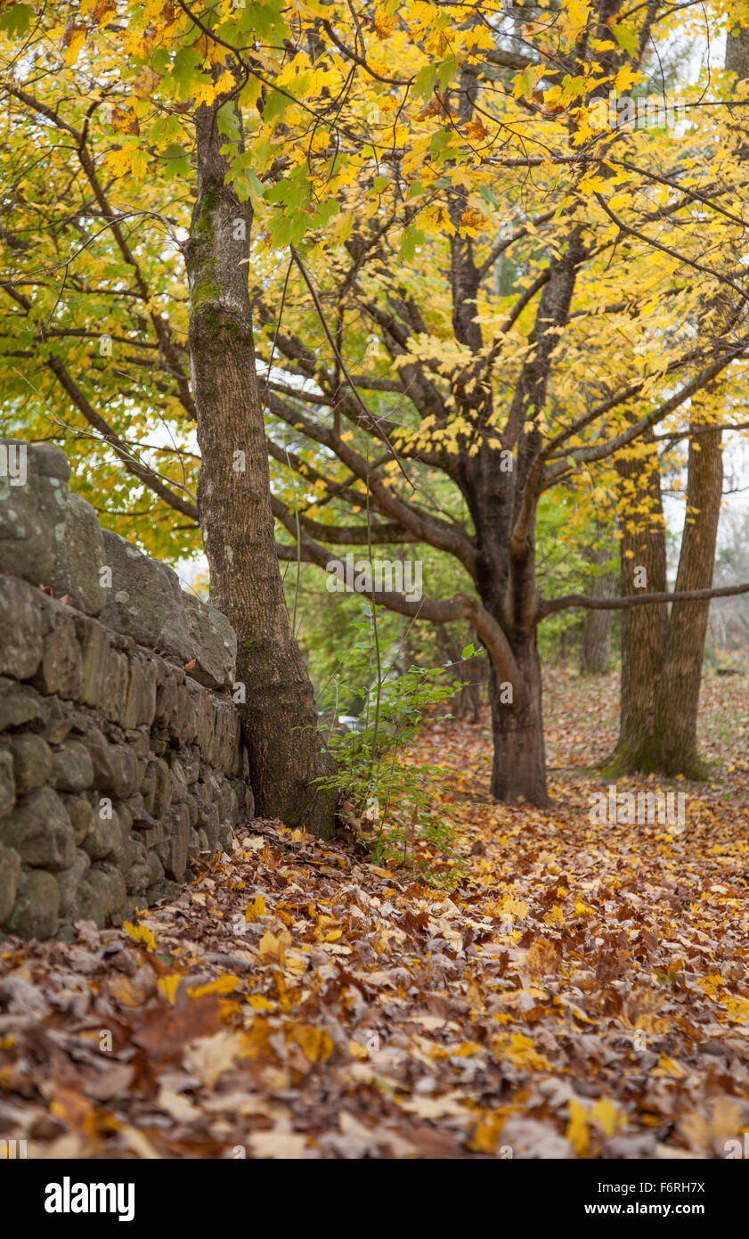 Farben des Herbstes in Lookout Mountain Georgien Stockfoto