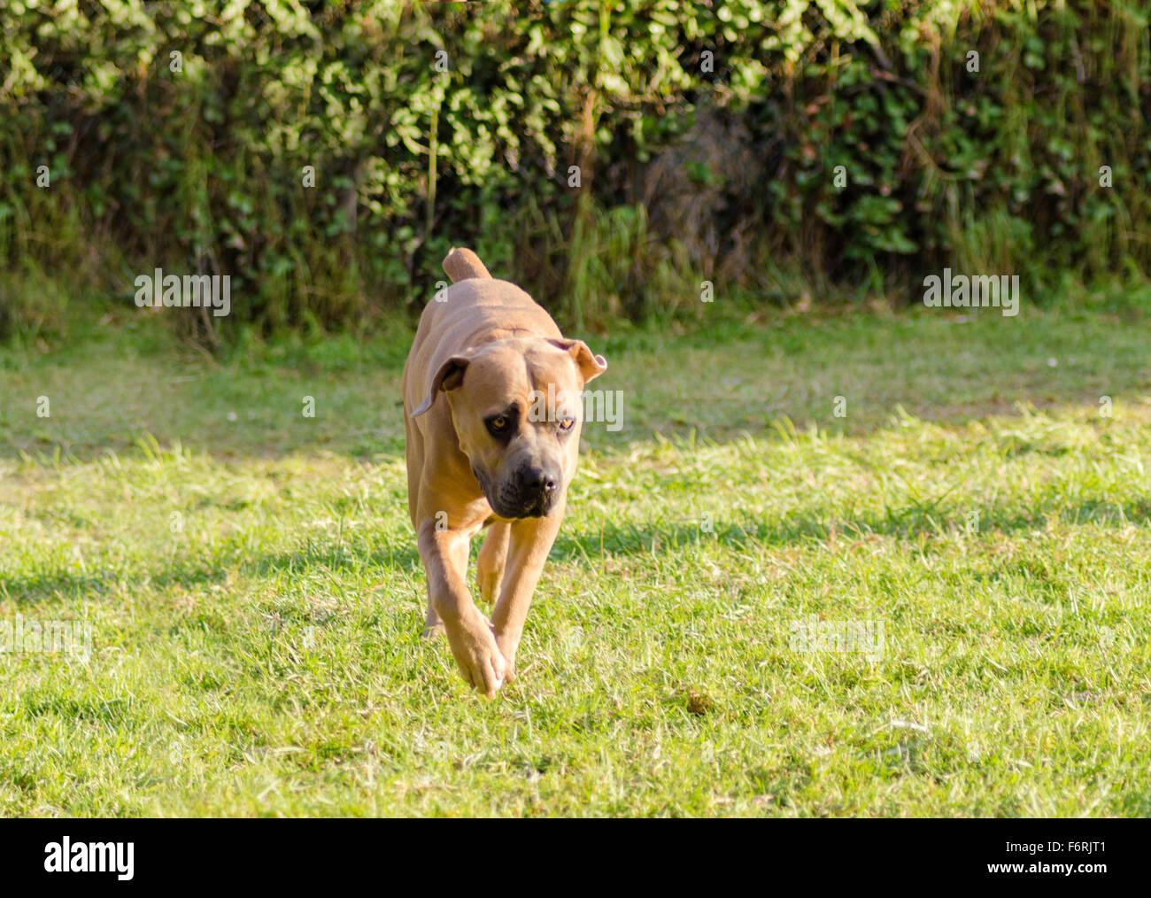 Eine junge, schöne graue mittelgroße Cane Corso-Hund mit unbeschnittenen Ohren zu Fuß auf dem Rasen. Die italienische Dogge ist ein mächtig Stockfoto