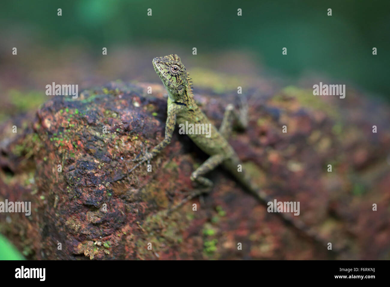 Oriental Garden Lizard (Calotes versicolor) Stockfoto