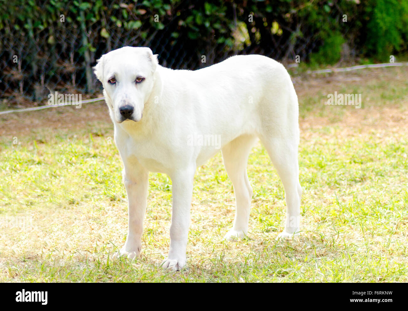 Eine junge schöne weiße zentraler Asiatischer Schäferhund stehend auf dem  Rasen. Der zentrale asiatische Owtscharka ist ein großer, robuster Hund,  usu Stockfotografie - Alamy