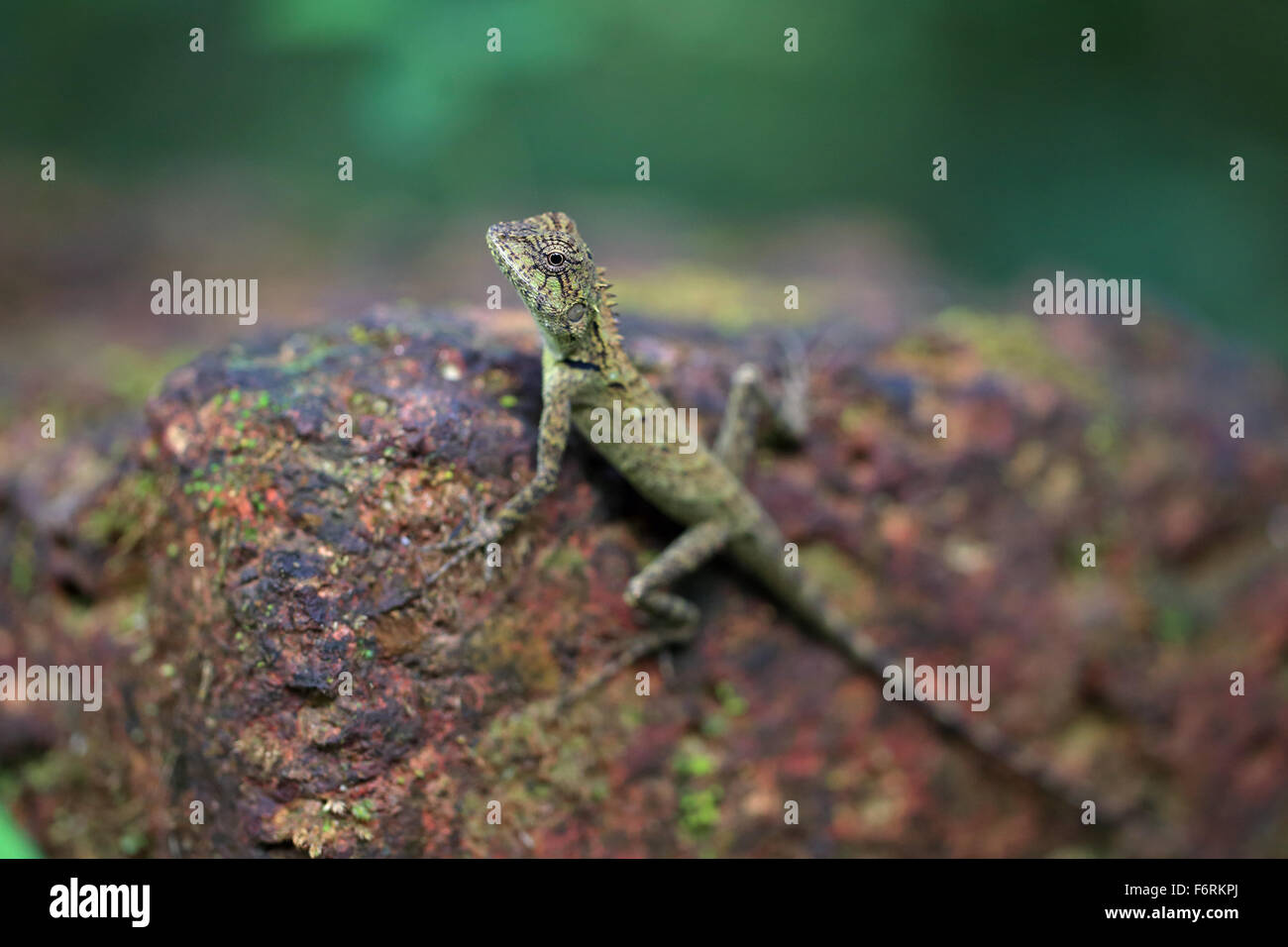 Oriental Garden Lizard (Calotes versicolor) Stockfoto