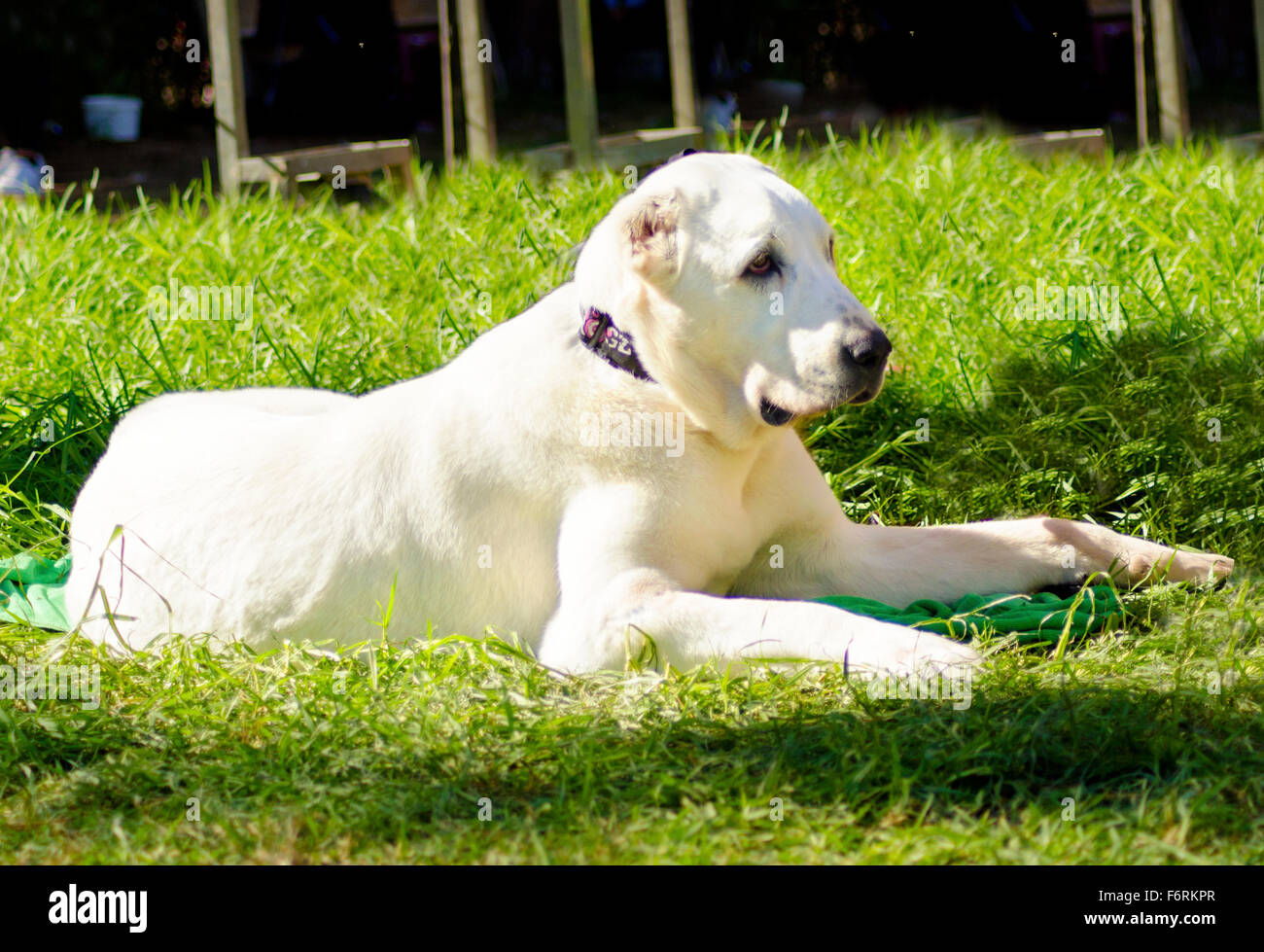 Eine junge schöne weiße zentraler Asiatischer Schäferhund sitzen auf dem Rasen suchen faul und unnahbar. Der zentrale asiatische Owtscharka ist ein Stockfoto
