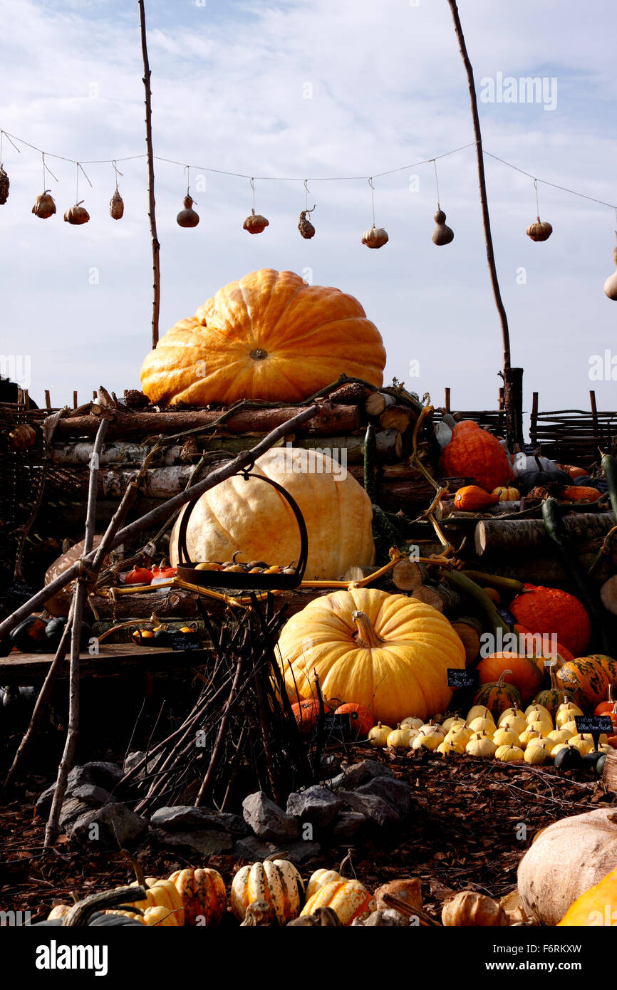 CUCURBITA. HERBST KÜRBIS ANZEIGE. Stockfoto