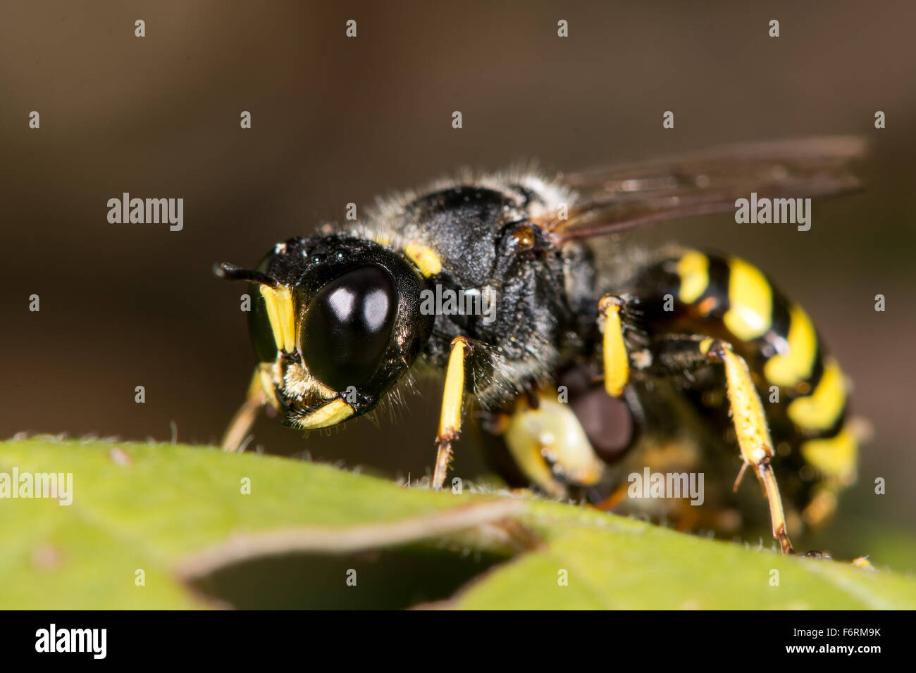 Ein Bagger Wespe, Ectemnius Cephalotes mit Hoverfly Beute Stockfoto