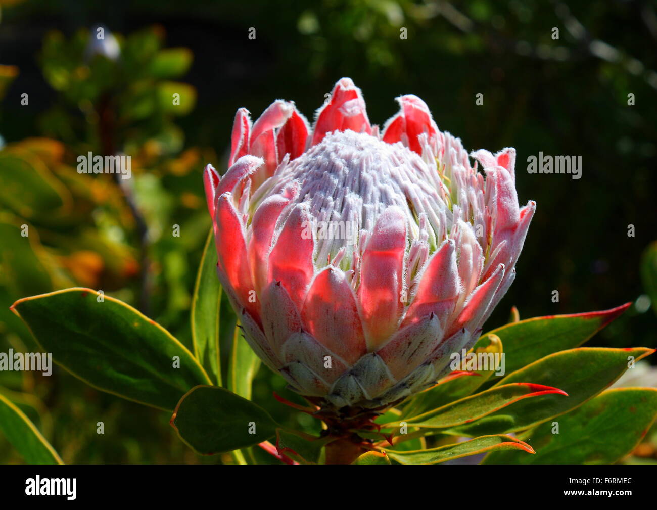 Exotische Pflanzen Pflanzen Garten Blumen Blumen Stockfotos Und Bilder Kaufen Alamy