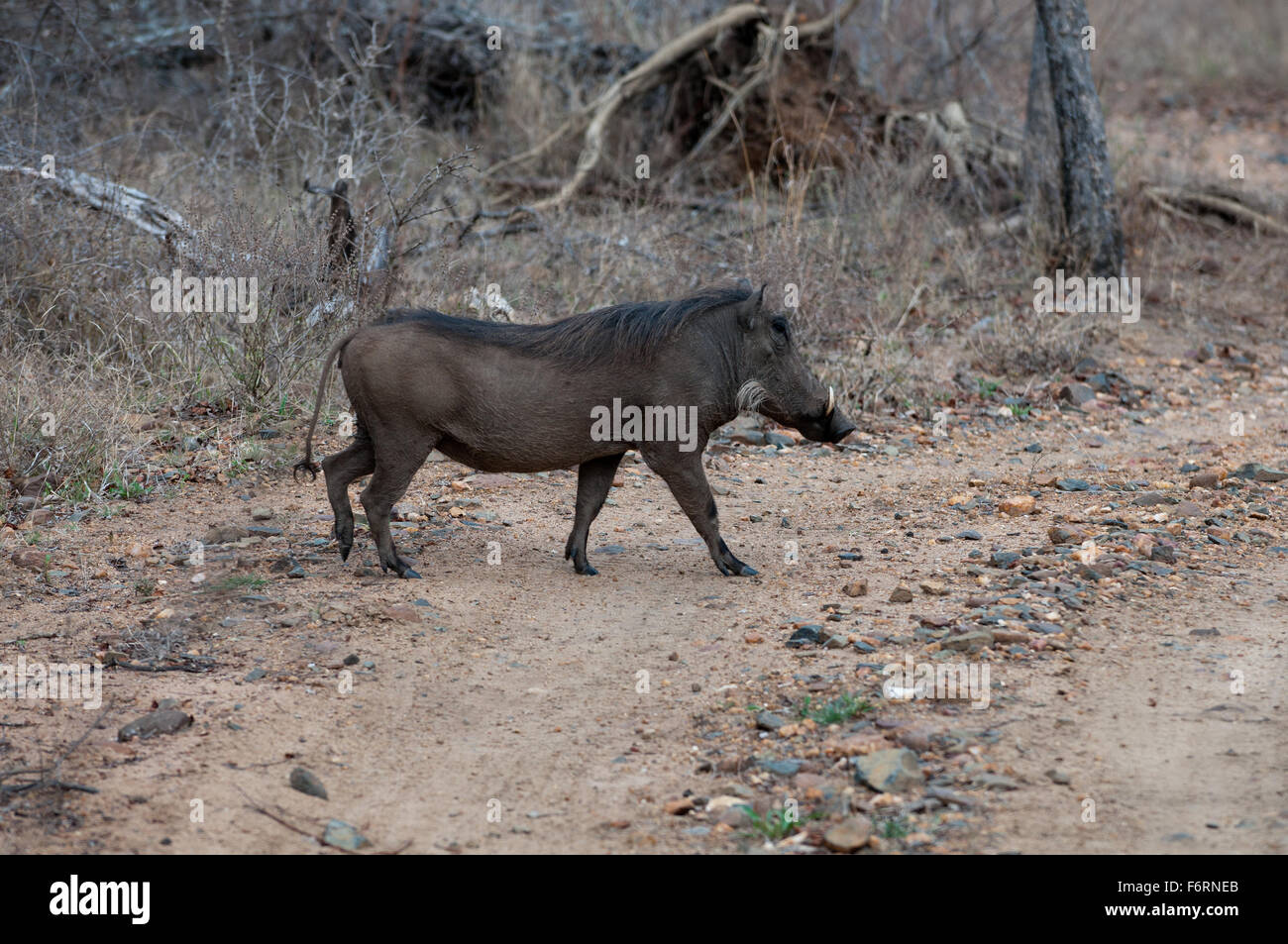 Wildschwein Stockfoto