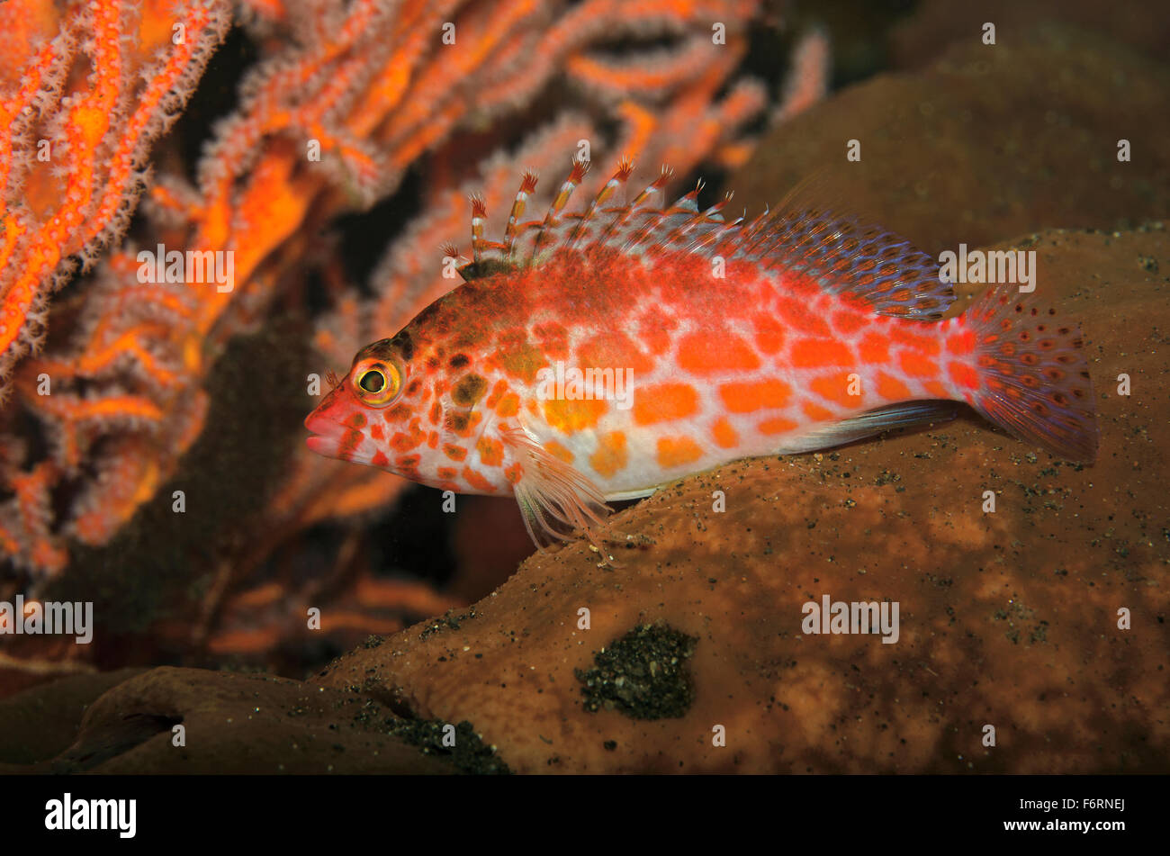 Korallen Hawkfish, Cirrhitichthys Oxycephalus, thront auf Korallen, Tulamben, Bali, Indonesien Stockfoto