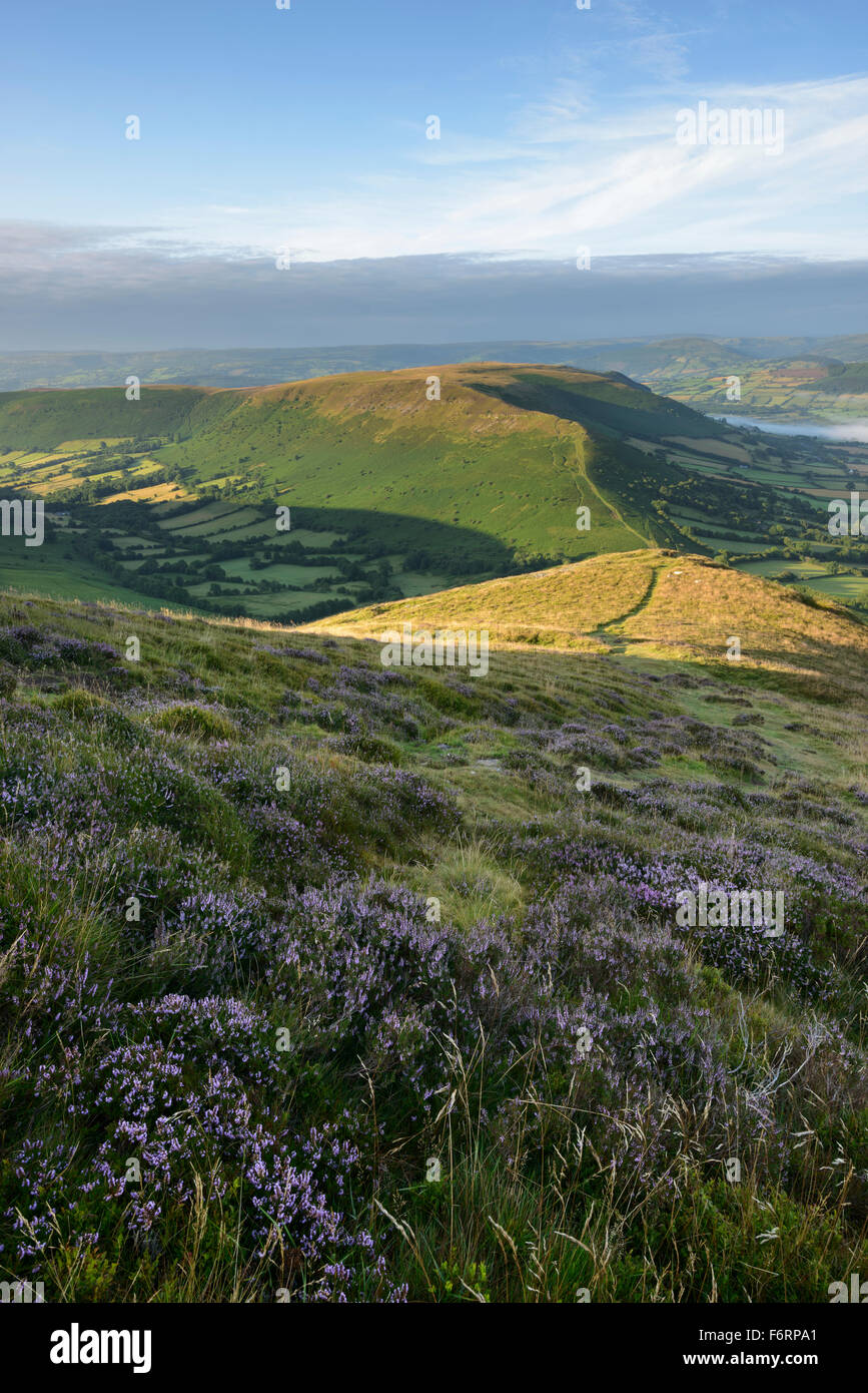 Blühende Heide auf Mynydd Troed mit Blick auf Mynydd Llangorse in den Brecon Beacons, Wales. Stockfoto